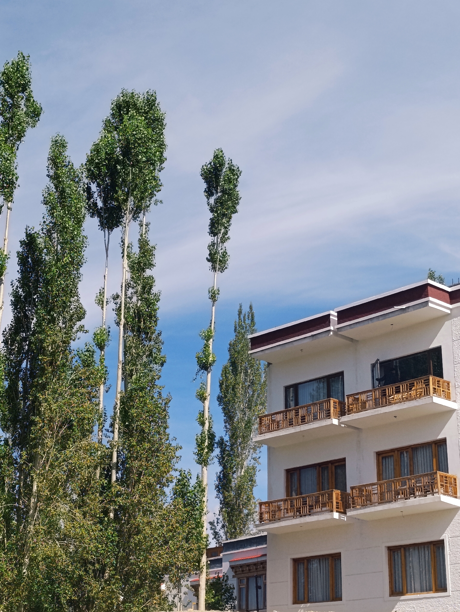 The image depicts a multi-story building with white walls and balconies adorned with wooden railings. The building is situated in the city of Leh, India. Tall, slender trees with green foliage line the left side of the frame, reaching towards a bright blue sky with scattered white clouds. The architecture of the building appears modern, with large windows and clean lines. The scene is captured from a slightly low angle, emphasizing the height of both the trees and the building. No people are visible in the image. The overall impression is one of a serene, bright day in a mountainous region.