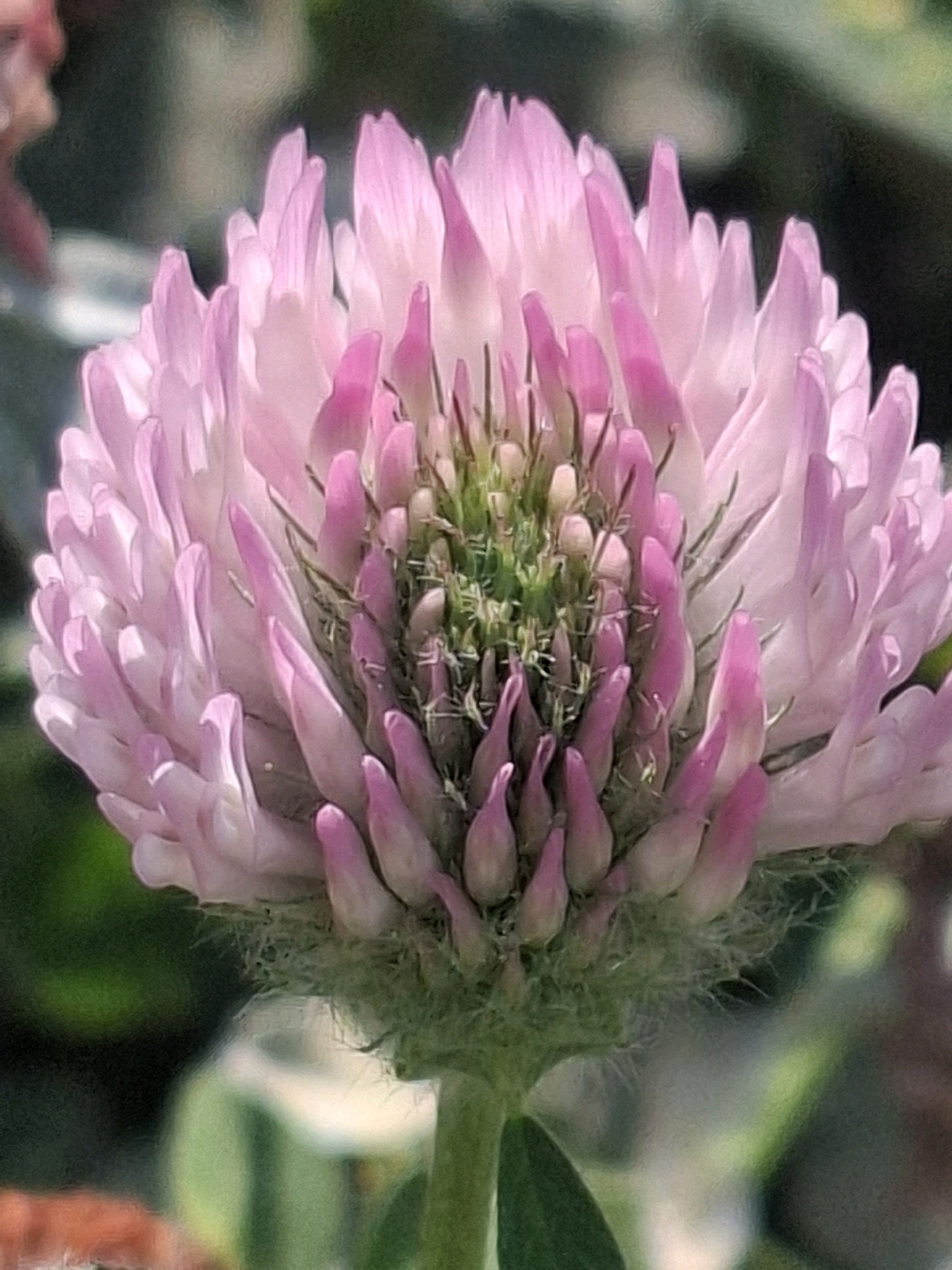A close-up, eye-level shot focuses on a pink clover flower, its petals unfurling and displaying a gradient of pink and white. The flower's center is a cluster of green buds and delicate structures. The background is softly blurred, with hints of green foliage and a reddish-orange object, possibly part of a planter. The image lacks any discernible elements that would indicate its location within the city of Almaty, Kazakhstan.