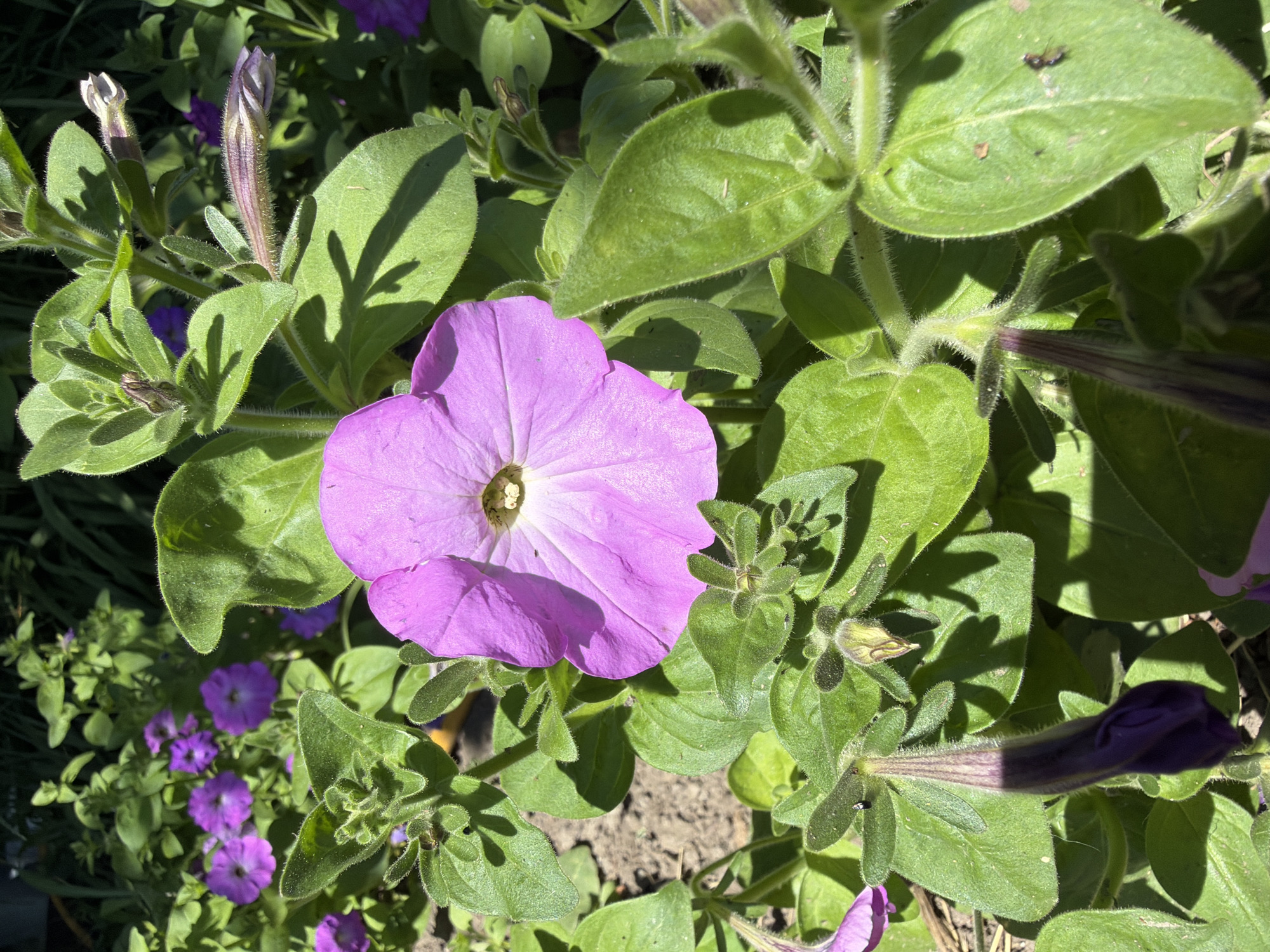 This media file captures a close-up, overhead view of purple petunia flowers and their foliage. The main subject is a single, large, light purple petunia flower in the center of the frame, its trumpet-shaped petals unfurling. Surrounding it are several other petunia flowers, some fully bloomed in shades of purple and lilac, and others as unopened buds. The leaves are a vibrant green, broad, and slightly fuzzy, with some casting shadows from the sunlight. The ground beneath the plants appears to be soil.
The lighting suggests it is daytime, with bright sunlight creating stark shadows. The overall impression is that of a healthy, flourishing garden plant. There are no people, objects, or text visible in the image. The scene is static, focusing solely on the natural beauty of the flowers.