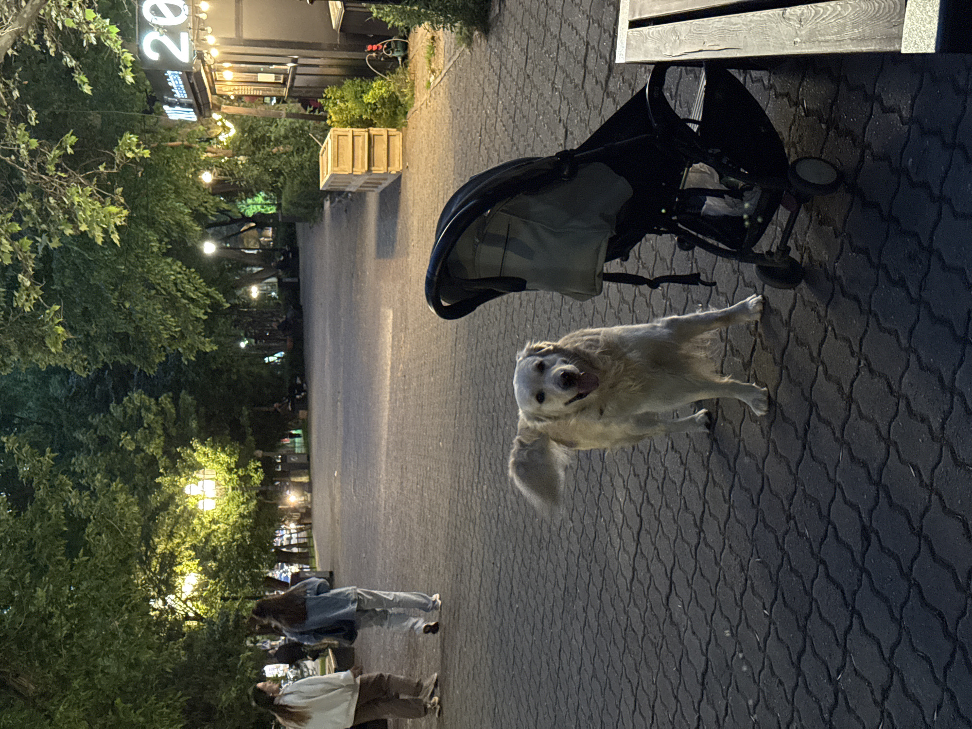 The image captures a scene at night in Yerevan, Armenia, identified by the "20" signage. A golden retriever dog, seemingly in motion, occupies the center of the frame, its tongue visible. A black baby stroller sits to the right. Two individuals are visible in the lower left, with one wearing a white top and brown pants and another wearing a blue jacket and gray pants. The scene is along a brick paved walkway, lined with trees and lights, suggesting an outdoor dining or recreational area.