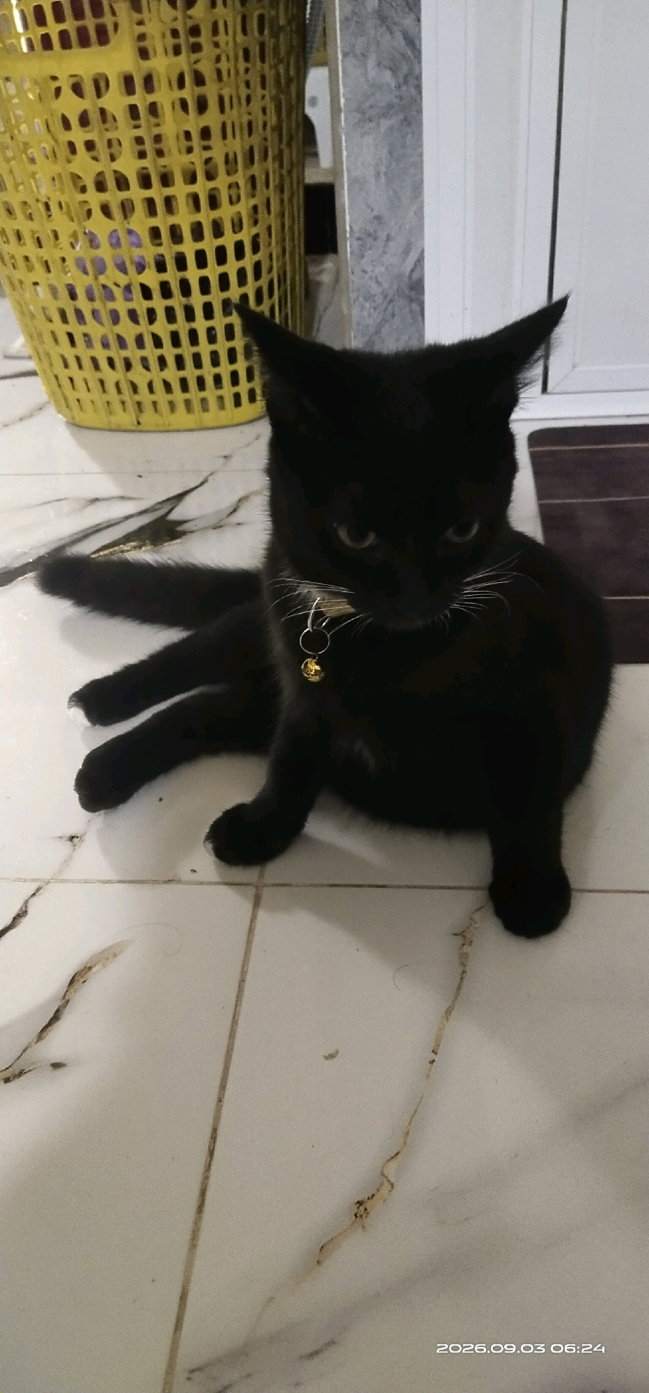 A black cat with white paws is lying on a tiled floor. It is wearing a collar with a golden bell. To the left of the cat is a yellow plastic basket filled with items. The floor is white with grey veining. The background shows a white door or wall and a dark rug. A timestamp in the lower right corner reads "2026.09.03 06:24". This image is not specific to Matabu, Indonesia.