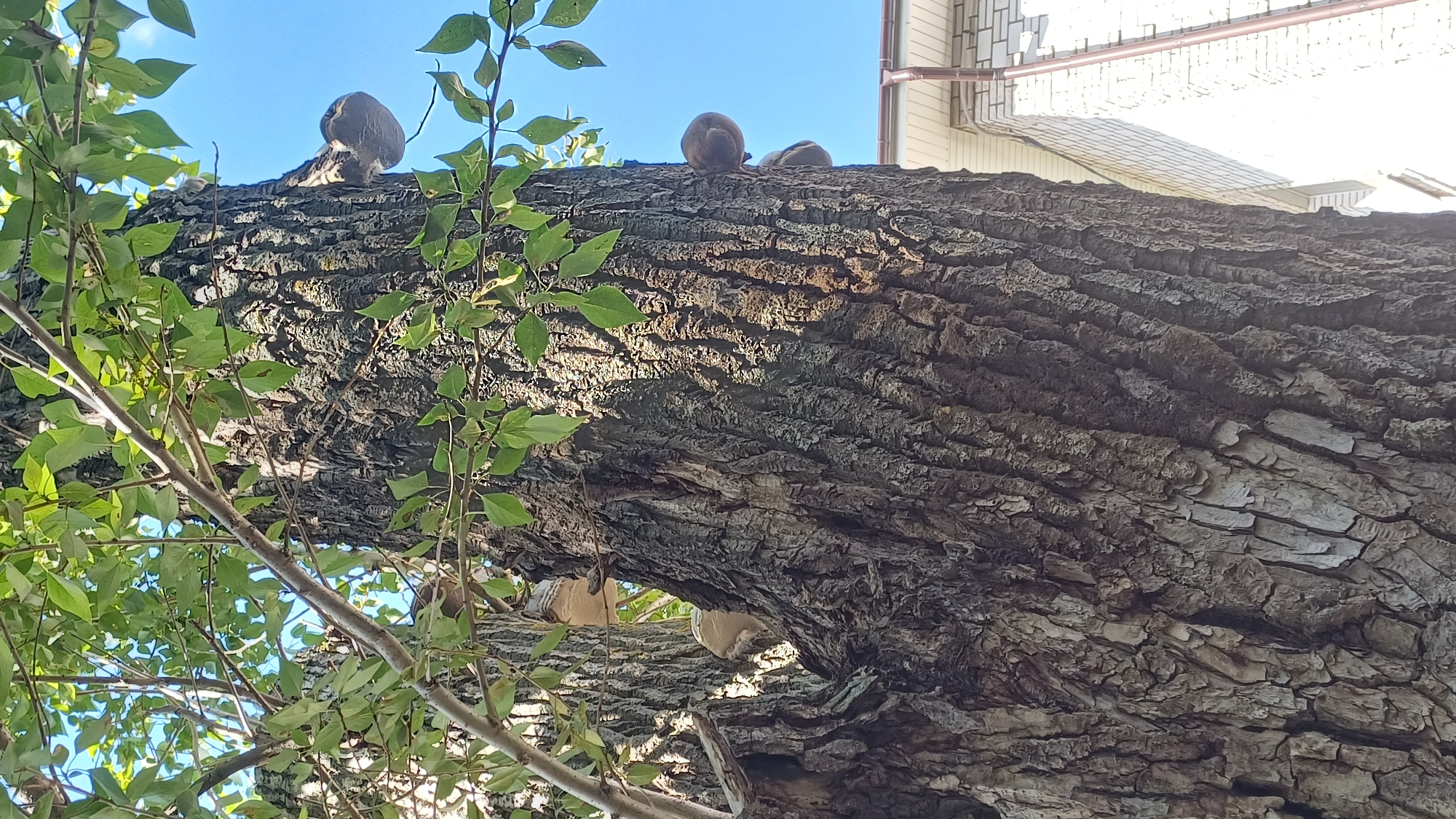 The image shows a close-up view of a large tree trunk with several shelf fungi growing on it. The tree has rough, deeply furrowed bark. Green leaves from the tree's canopy are visible at the top and left of the frame, and a bright blue sky is in the background. Part of a white building with a brown gutter system is visible on the right side of the image. The scene is likely from a residential area in Izhevsk, Russia, given the style of the building. No people are present in the image.
