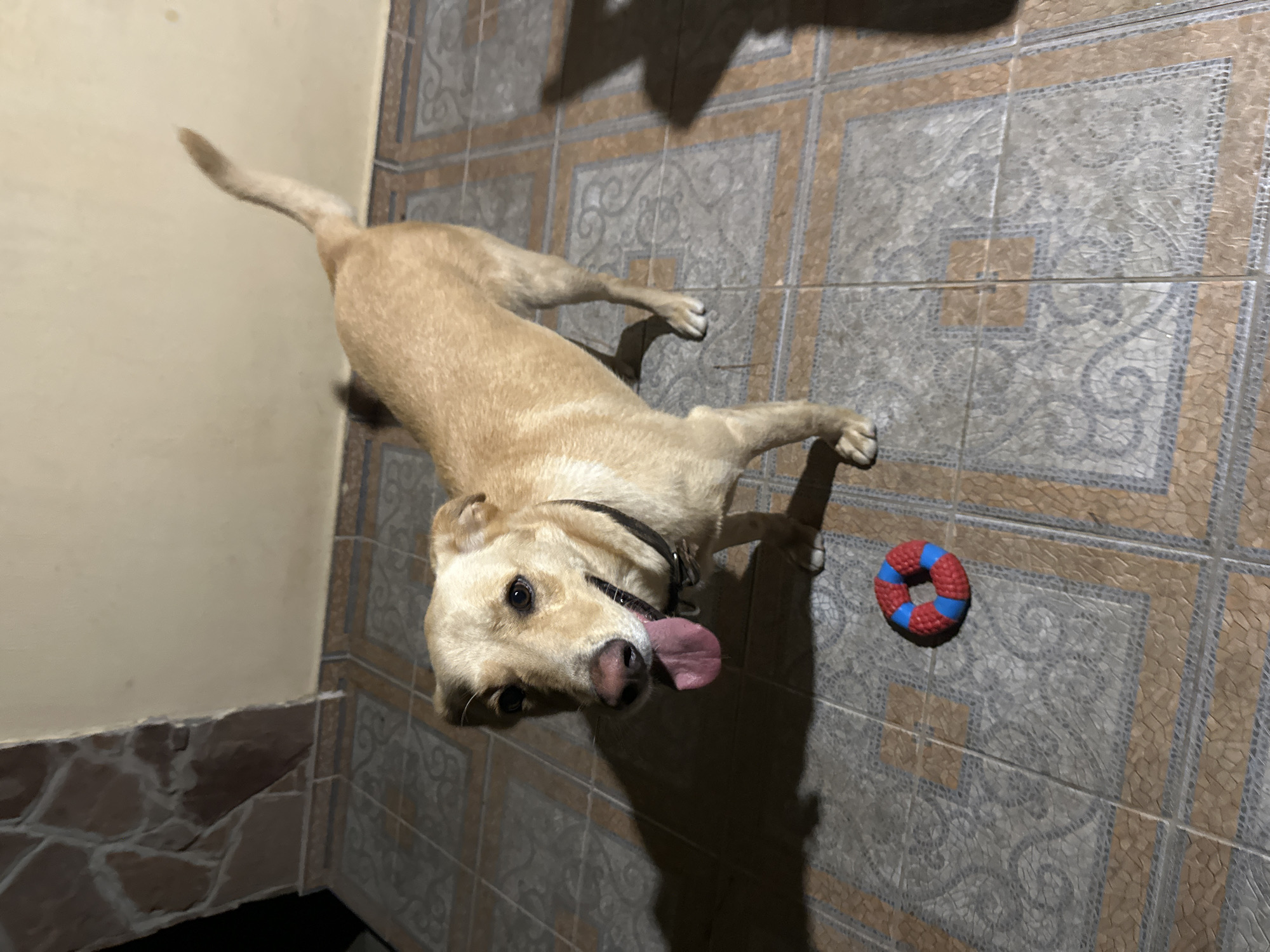 A medium-sized, light brown dog stands on a tiled floor in what appears to be an outdoor, covered area. The dog is facing the camera, with its tongue hanging out and its tail slightly raised. A dark collar is visible around its neck. On the floor in front of the dog is a red and blue ring-shaped toy. The wall behind the dog is a light cream color, with some textured stone accents on the left side. Shadows are cast on the floor to the left and right of the dog, suggesting a light source from the upper right. The flooring is made up of rectangular tiles with a patterned design. The overall scene suggests a domestic setting, potentially a patio or veranda. The provided context states the location is Sochi, Russia.