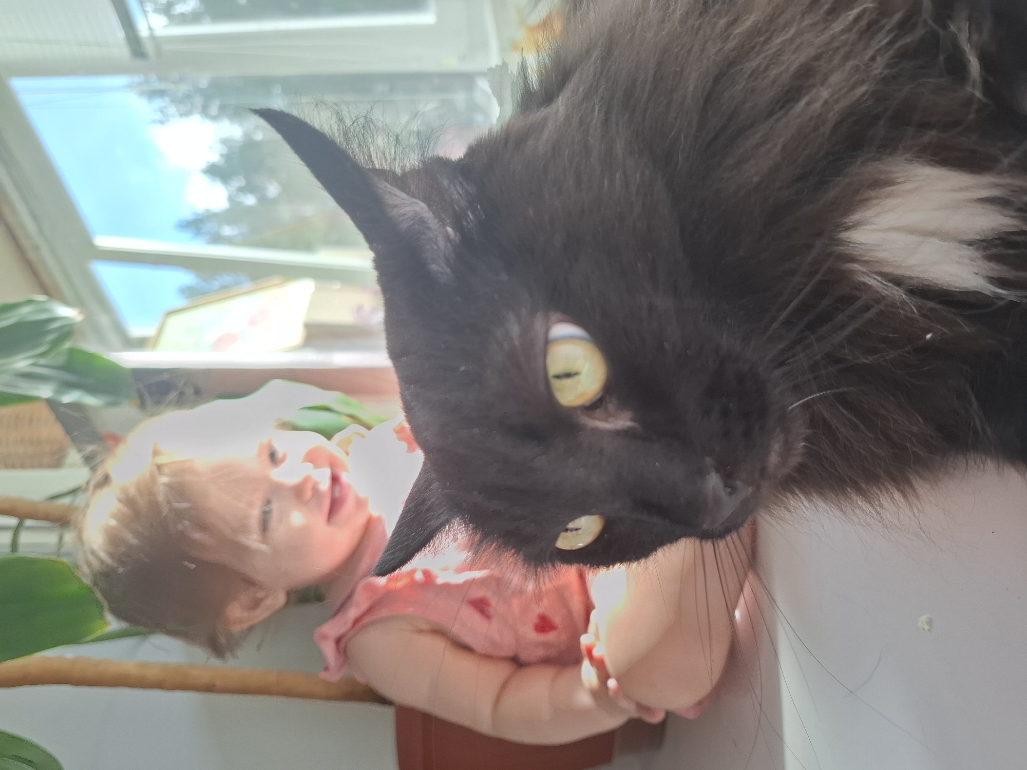 This brightly lit, candid photograph, taken in Chaikovsky, Russia, captures a close-up interaction between a large black cat and a young child. The composition is taken from an elevated perspective, looking down.
The dominant subject is a fluffy, black cat, positioned in the foreground and appearing to look down or forward. Its head and upper body are visible, showcasing its thick, dark fur, distinct perked ears with some ear furnishings, and piercing yellow-green eyes with narrow pupils. A patch of lighter, possibly white or cream-colored, fur is visible on its chest area. Its long whiskers are clearly defined against a light background.
In the background, below and to the left of the cat, a baby or toddler with light brown hair is visible, lying on their back. The child is wearing a light pink garment, possibly with small red heart patterns. Their face is turned towards the viewer or the cat, with a wide, happy smile or laugh, suggesting a moment of joy or curiosity. Their eyes are open, looking upwards. A small portion of a hand is also visible.
The scene is indoors, bathed in strong natural light, likely daylight, as indicated by the bright illumination and highlights. A large window is visible in the upper background, offering a blurred view of a clear blue sky with white clouds and some green foliage, possibly trees. A green houseplant is also partially visible on the left side of the frame. The overall impression is one of a warm, domestic setting with a gentle, playful interaction between the pet and the child. No text is visible in the image.