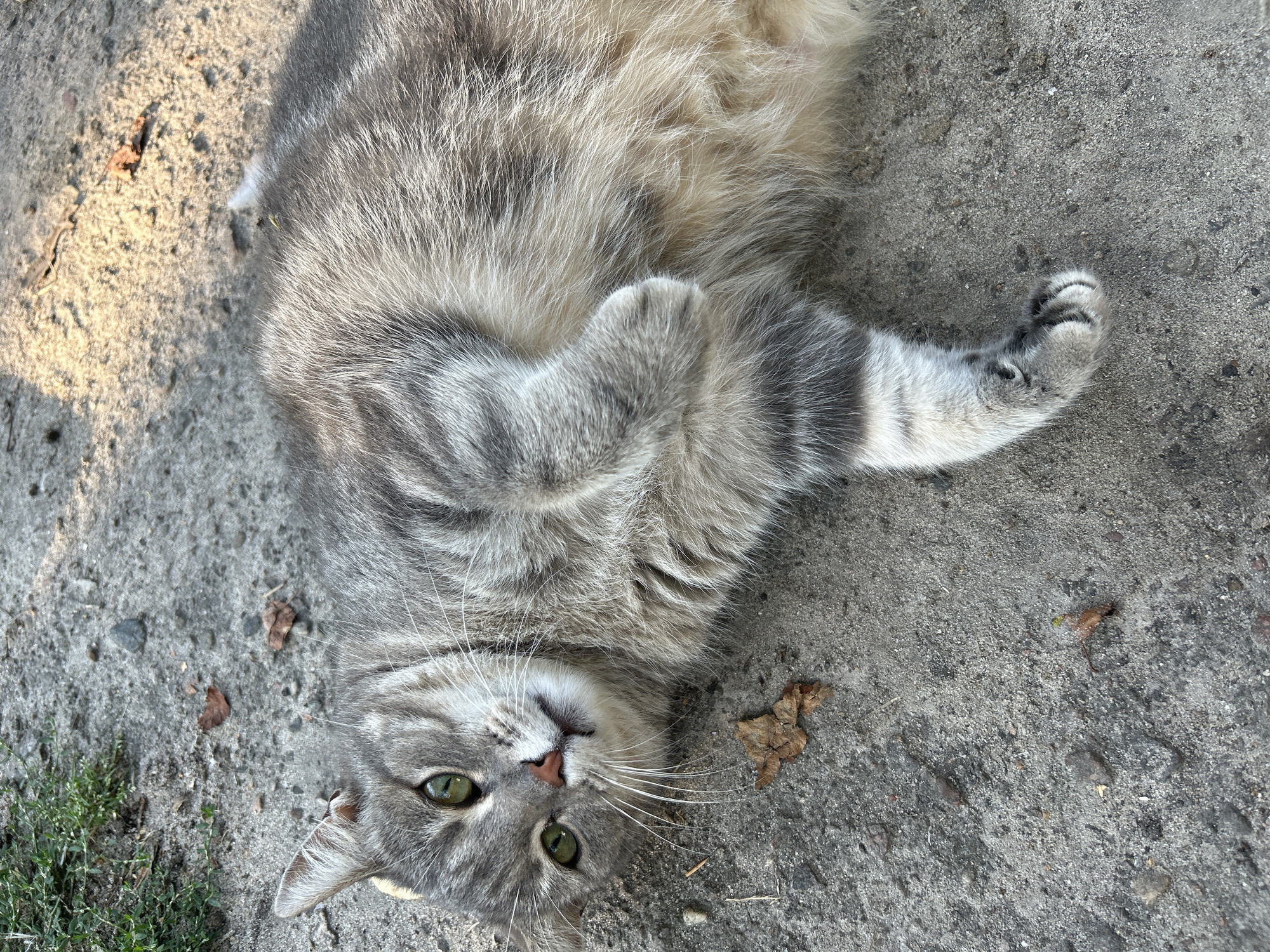 A gray tabby cat is lying on its back on a dirt and gravel surface. The cat has green eyes, white whiskers, and gray and black stripes. Its paws are curled up. There are a few fallen leaves scattered on the ground. The background is out of focus and shows some green grass and more dirt. The lighting suggests it is daytime, possibly late afternoon due to the shadows.