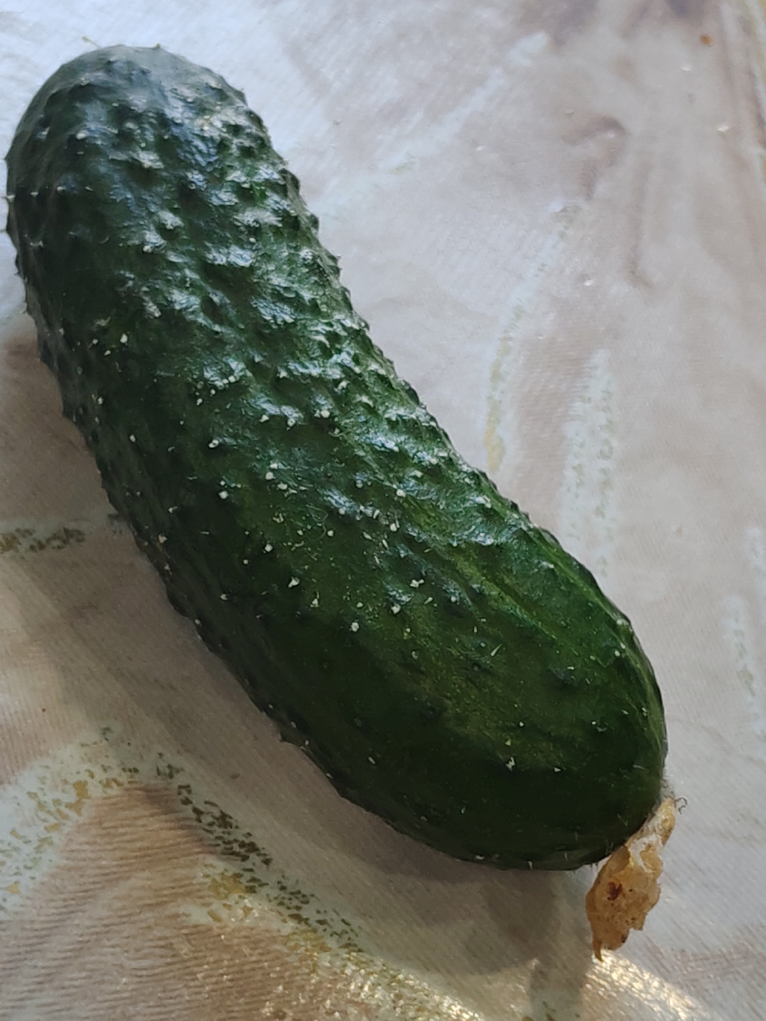 A close-up shot shows a whole, dark green cucumber with numerous small white spines covering its surface. The cucumber rests diagonally on a surface with a light-colored, patterned background. A dried, shriveled stem or blossom remains attached to the cucumber at its lower right end. The location is unknown.