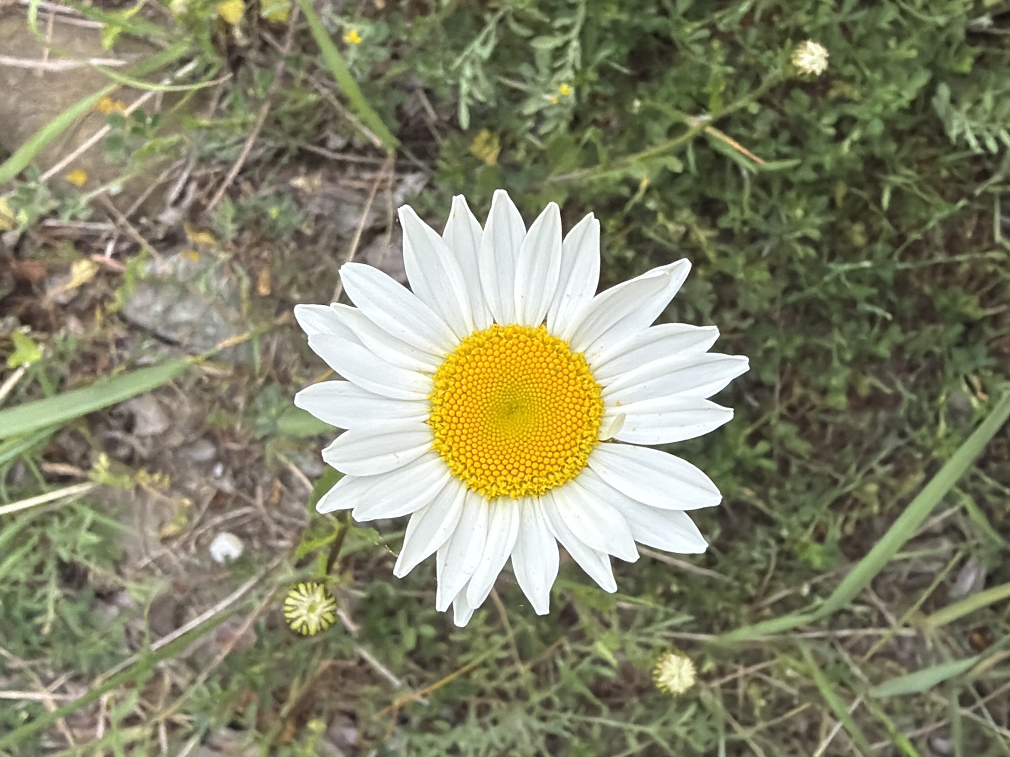 A top-down view of a daisy flower with white petals and a yellow center, positioned in the center of the frame. The flower is surrounded by green grass and some dead twigs or debris. The location, Otaraani, Georgia, is not discernible from the image alone, so no elements in the picture indicate that information. There are no people visible in the photo. There are other small, closed flower buds visible.