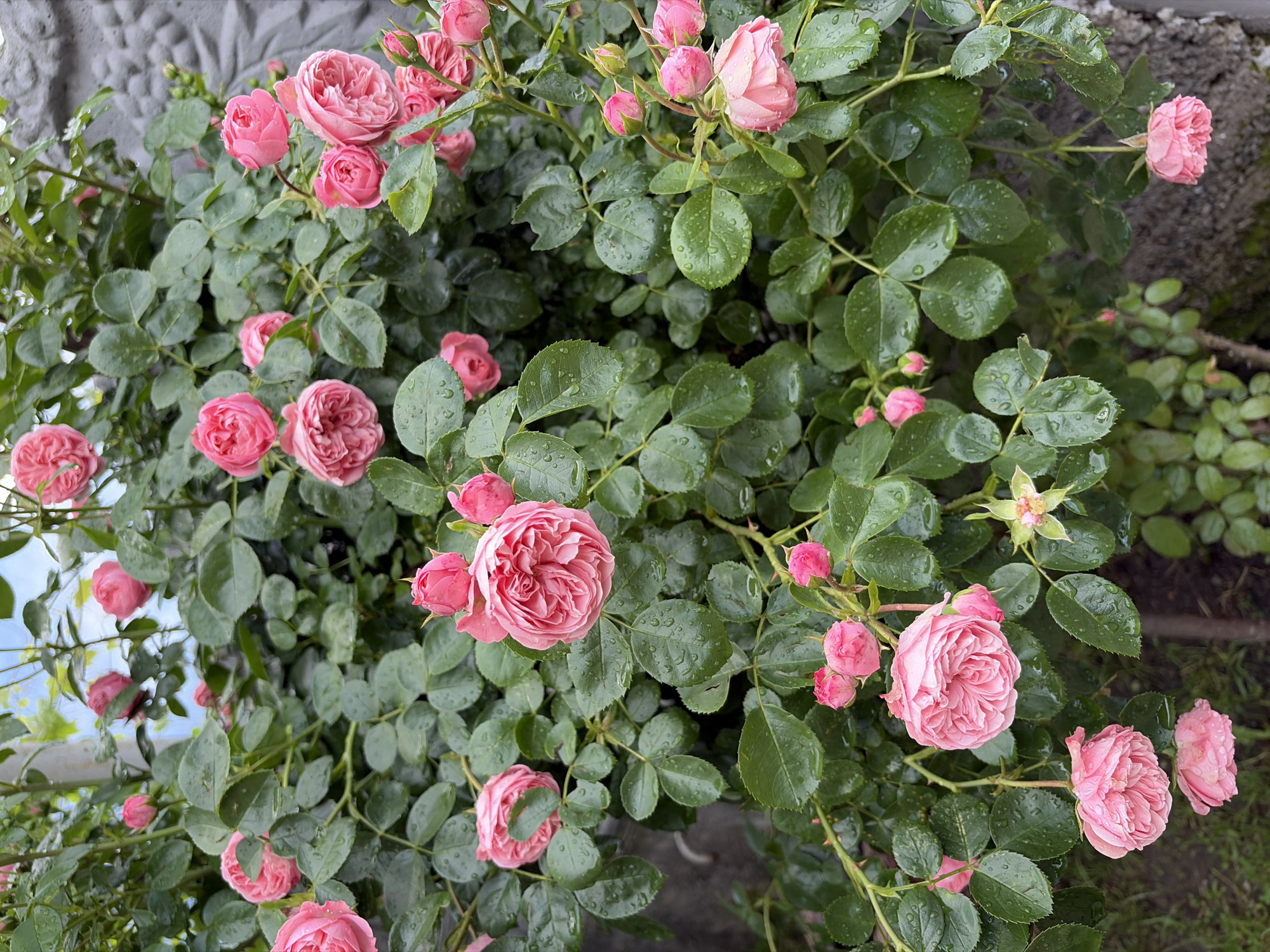 A bush of pink roses is blooming with many flowers and buds. The petals are ruffled and layered, giving the roses a full and lush appearance. Many of the flowers and leaves are covered in water droplets, indicating recent rain or dew. The foliage is a deep green, and the stems are covered in small thorns. In the background, a gray textured wall or decorative element is visible on the right, and blurred greenery and a hint of sky can be seen above. The overall scene suggests a garden setting, likely in Dachnoye, Russia, given the context.