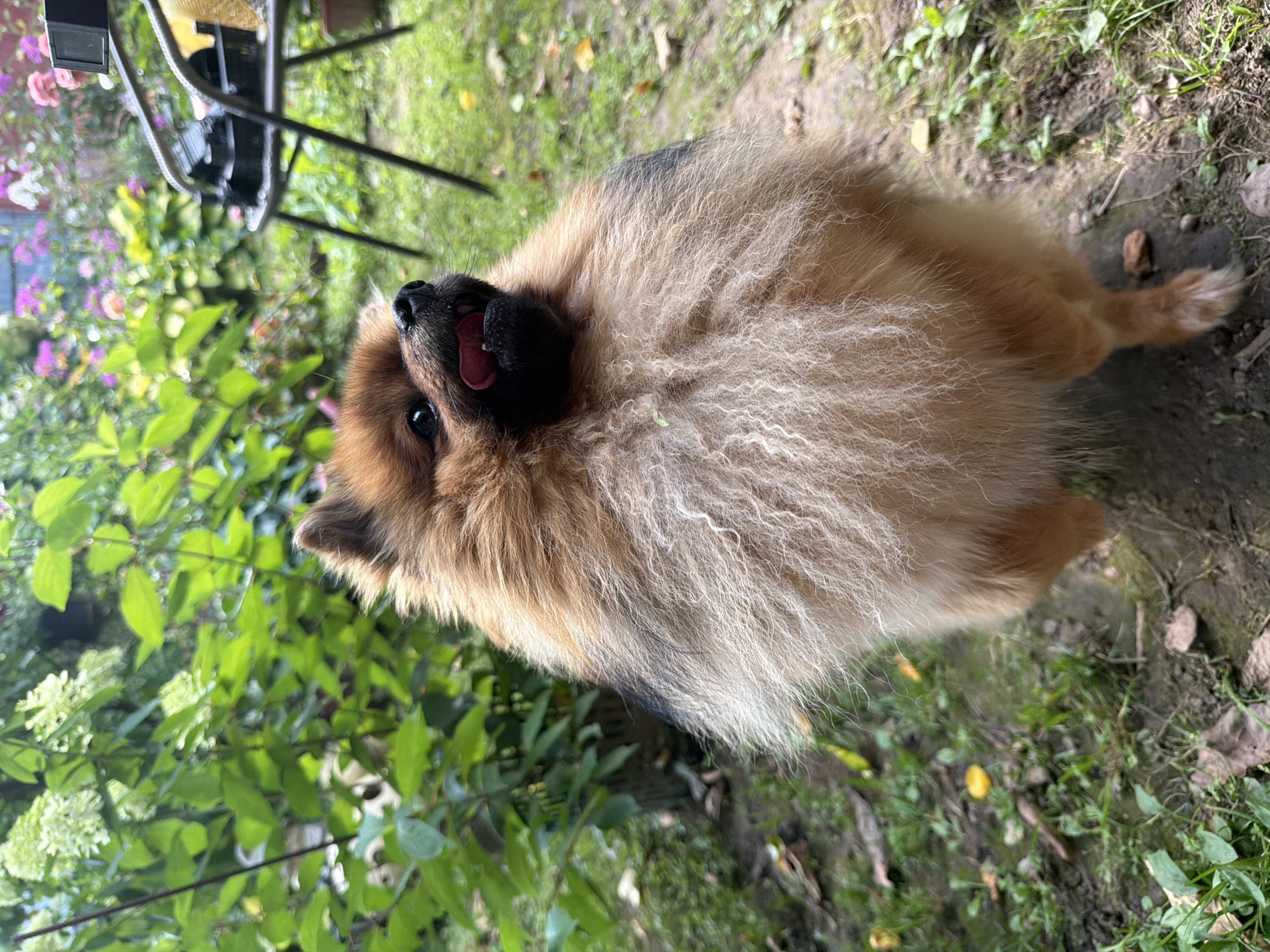 In Маяк Снт (дарна), Russia, a Pomeranian dog stands in a garden. The dog is mostly in the foreground, with its front paws on the ground and its hindquarters slightly elevated. Its fur is a mix of brown and lighter cream colors, with a particularly fluffy mane around its neck and chest. The dog's tongue is sticking out, and its mouth is open, giving it an alert and playful expression. Its eyes are dark and observant.
The background is a lush garden with abundant green foliage, including some clusters of small white flowers. There are also hints of colorful flowers, possibly pink and purple, further in the background. A metal chair with a black object, possibly a camera or equipment, is visible to the right of the dog. The ground is covered in grass and patches of soil, with some fallen leaves scattered around. The overall impression is an outdoor setting, likely a backyard or garden, on a day with natural lighting.