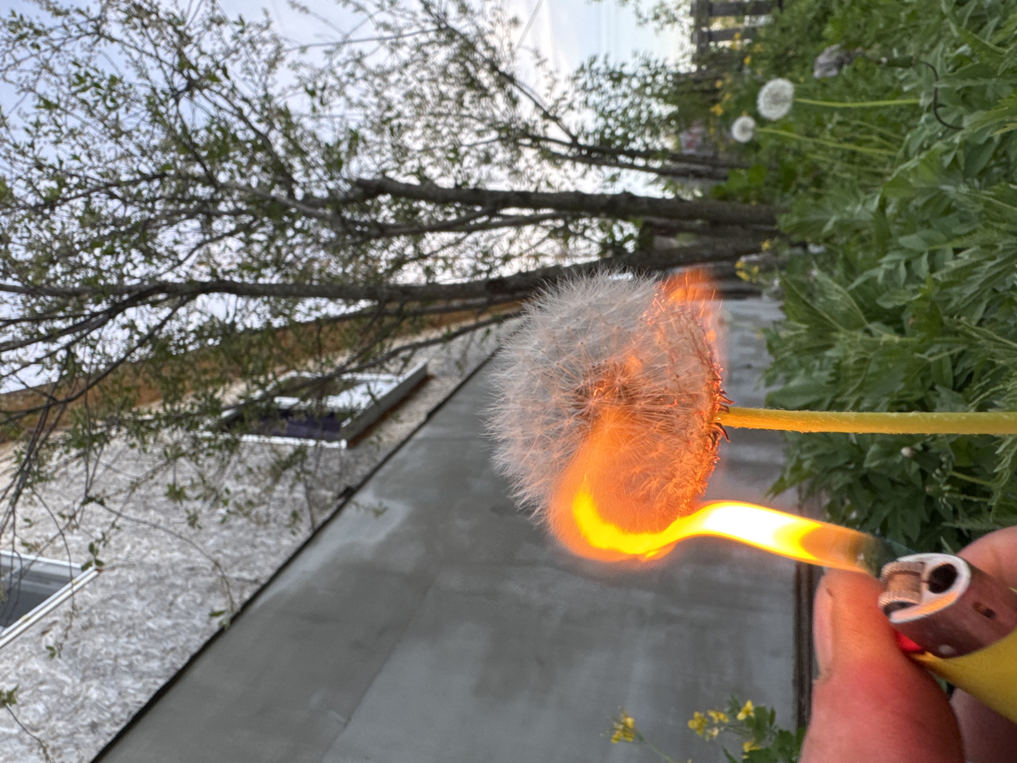A dandelion is being set on fire with a yellow lighter held by a hand. The scene is outside, with a building in the background and foliage on the right side of the frame. In the background there is a tree with bare branches. Additional dandelions are also visible. No evidence suggests this photo was taken in Chaikovsky, Russia.