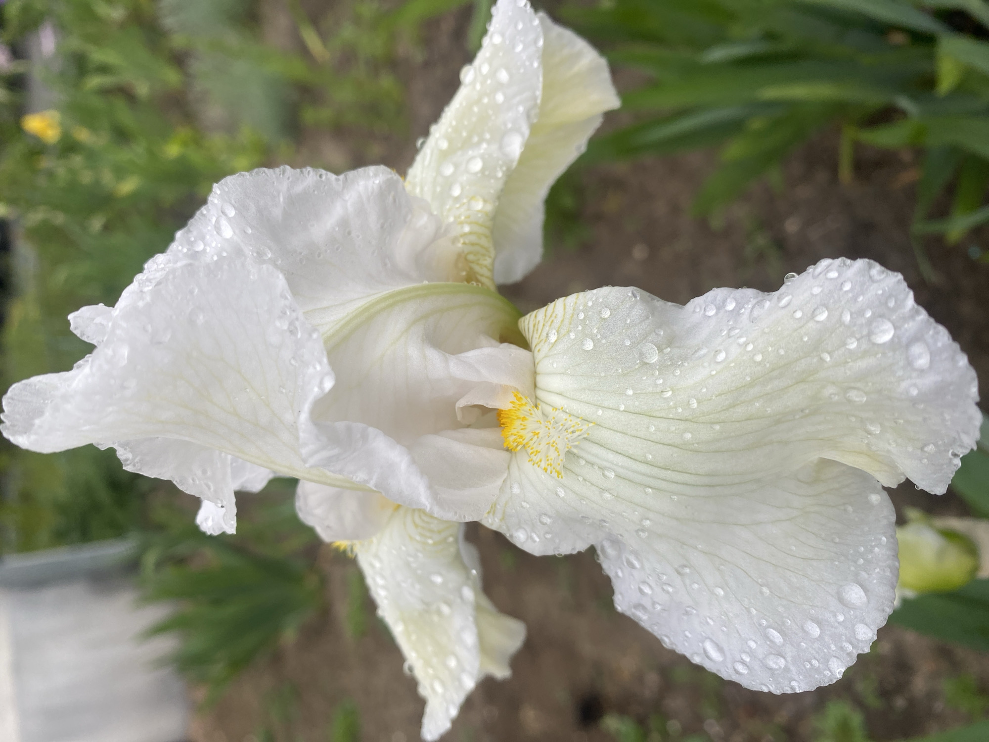 The image features a close-up, overhead view of a white iris flower covered in water droplets. The petals are slightly ruffled and display subtle white veining. A small amount of yellow is visible in the flower's center. The background is blurred, showing green leaves and brown soil or mulch. The image was taken in Dnipro, Ukraine.