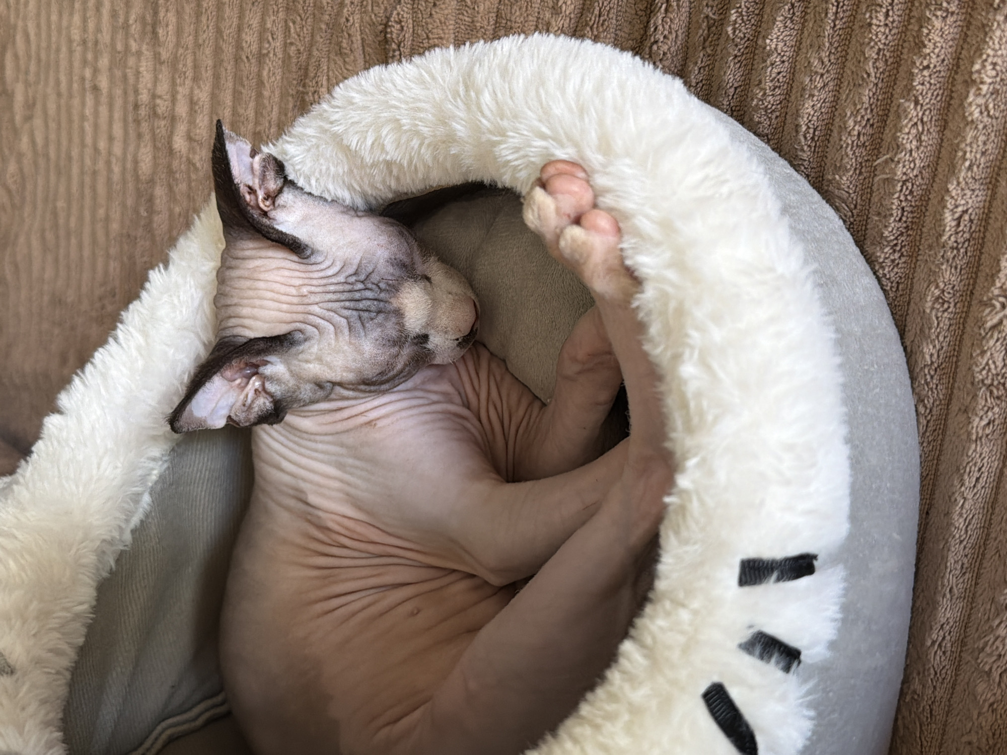 A hairless cat sleeps in a fuzzy, white cat bed. The bed sits on a brown, textured surface. The cat is curled up with its paws near its head. Its skin is wrinkled.