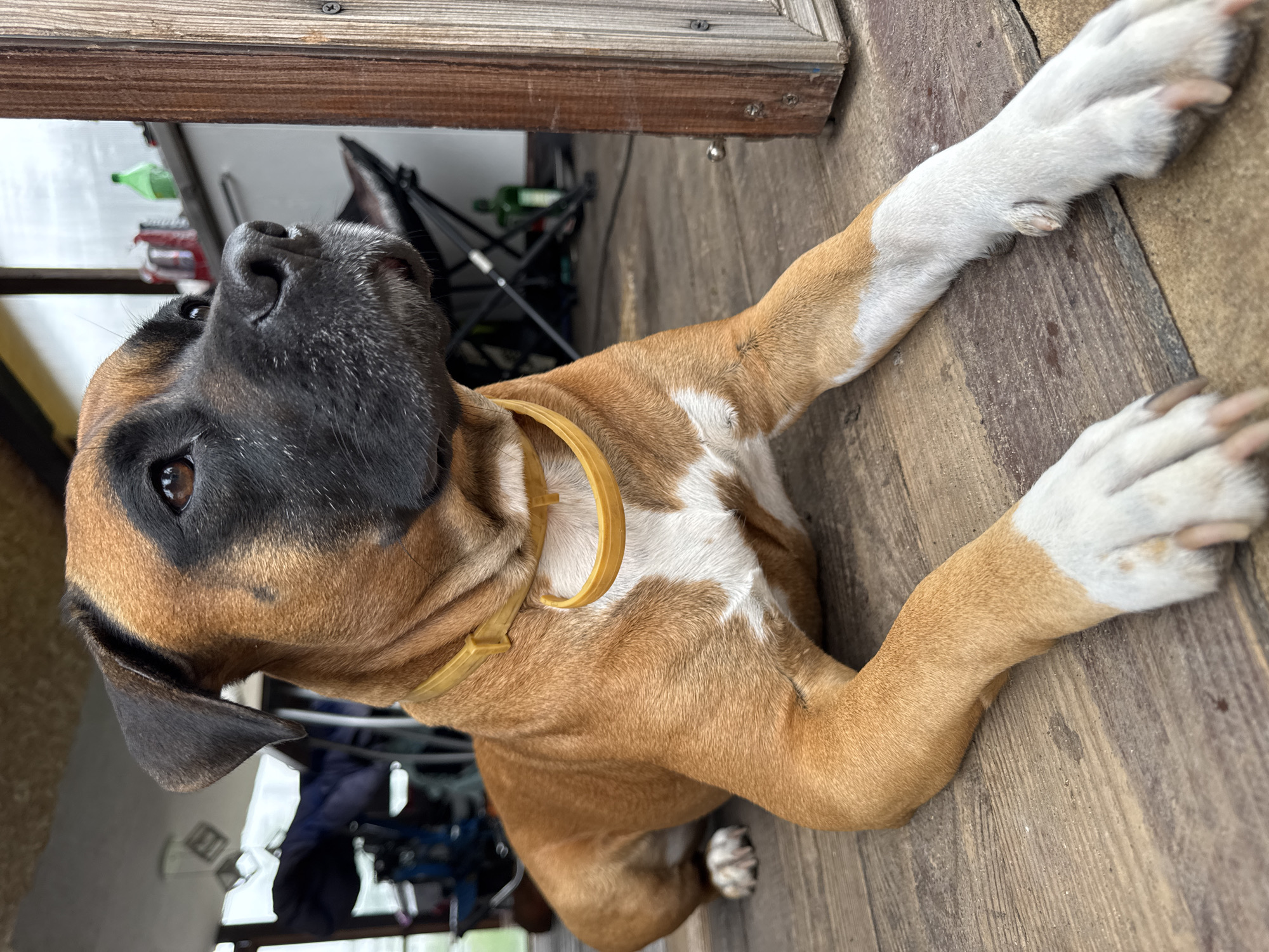 The media file displays a medium shot of a tan and white boxer dog lying on a wooden deck. The dog is positioned on its side, with its head turned to look upwards and to the left. Its eyes are open and appear alert, and its ears are partially visible. The dog is wearing a bright yellow collar. Its front legs are extended forward, and its hind legs are tucked beneath it. The wooden deck shows some wear and tear. In the background, out of focus, there are glimpses of what appears to be an outdoor area with some chairs and bottles. The overall lighting suggests it might be daytime, but the weather is not discernible. The scene evokes a sense of relaxation and comfort as the dog enjoys its resting position. There is no visible text in the media file.