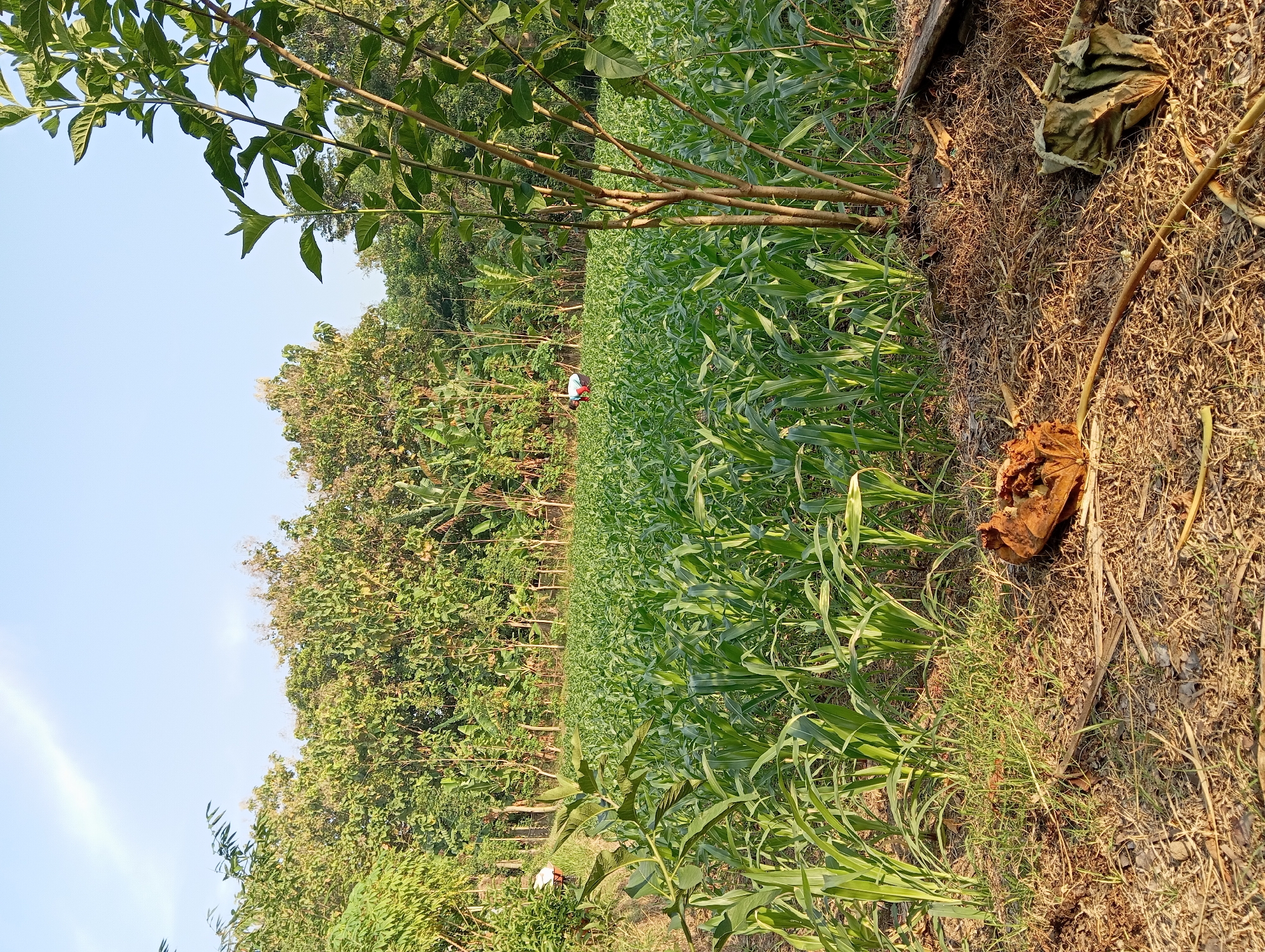 This image captures a vibrant agricultural scene in a rural setting, likely in Waung, Indonesia. The main subject is a vast field of tall, lush green crops, resembling corn or a similar grain, stretching from the foreground into the distance. The field is bordered by a dense line of various trees in the background, creating a natural backdrop.
Two individuals are visible within the field in the mid-ground. One person, wearing a red and white shirt and a white hat, is positioned towards the left side of the field. Another person, less distinct and partially obscured by the crops, can be seen further back and to the right, also appearing to be tending to the field. Their activity suggests agricultural work.
In the immediate foreground on the right, the ground is covered with dry grass, fallen leaves, and some brown debris, contrasting with the verdant field. Bare branches of a small tree or bush are prominent on the right side, while green foliage from another plant frames the top left corner of the frame.
The clear, bright blue sky above suggests fair weather conditions. The scene is illuminated by warm, golden sunlight, which casts a soft glow on the dry ground and highlights the green crops, indicating either an early morning or late afternoon time of day. There is no visible text in the image.