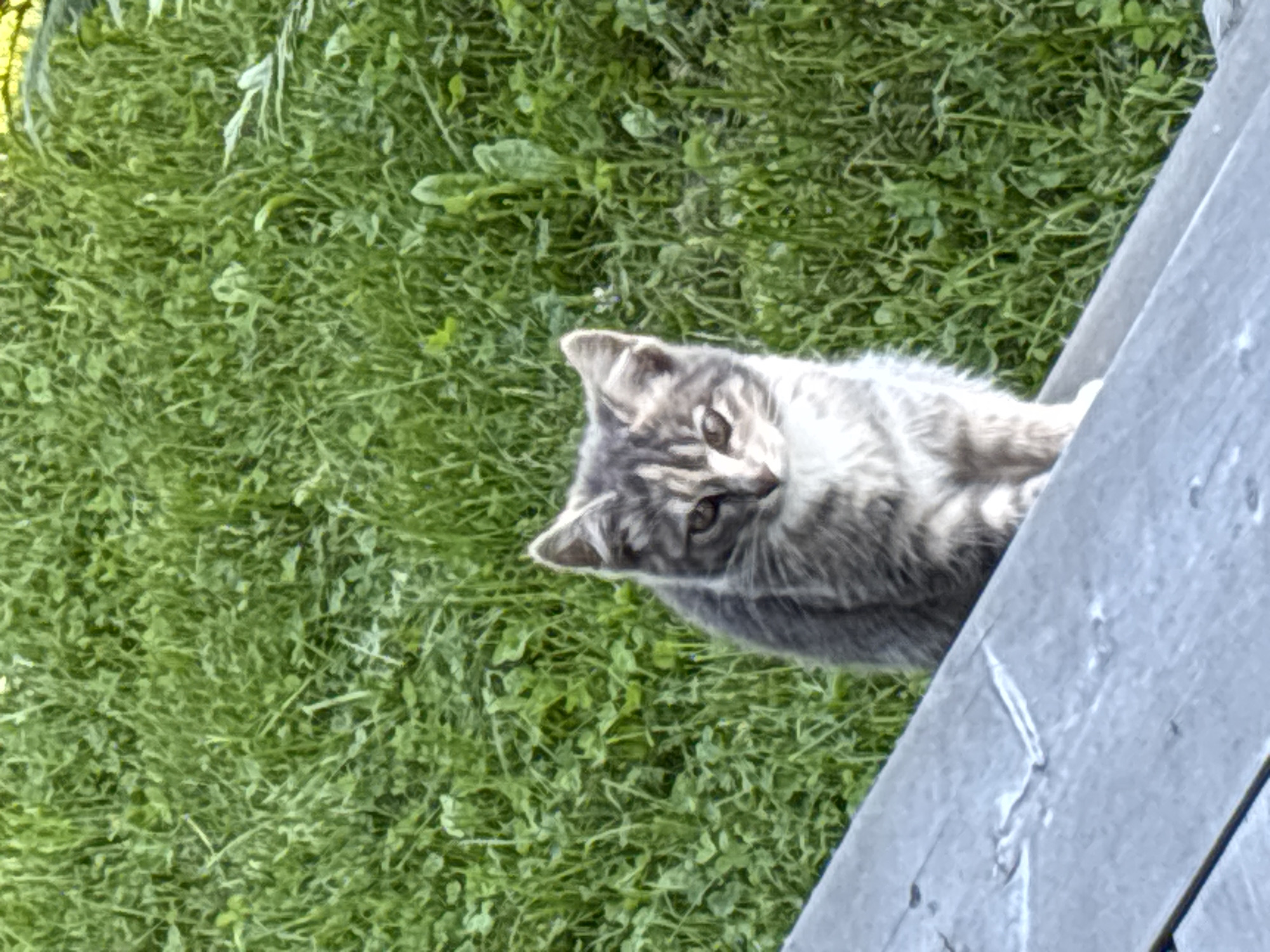 A grey tabby kitten is sitting on a grey wooden surface. The kitten is facing the camera with its ears pointed up. Its fur is striped with darker grey and white. Its eyes are light brown. The background is a dense patch of green grass, suggesting an outdoor environment. The scene is consistent with a domestic setting in a residential area of Zvenigorod, Russia, possibly a garden or yard.