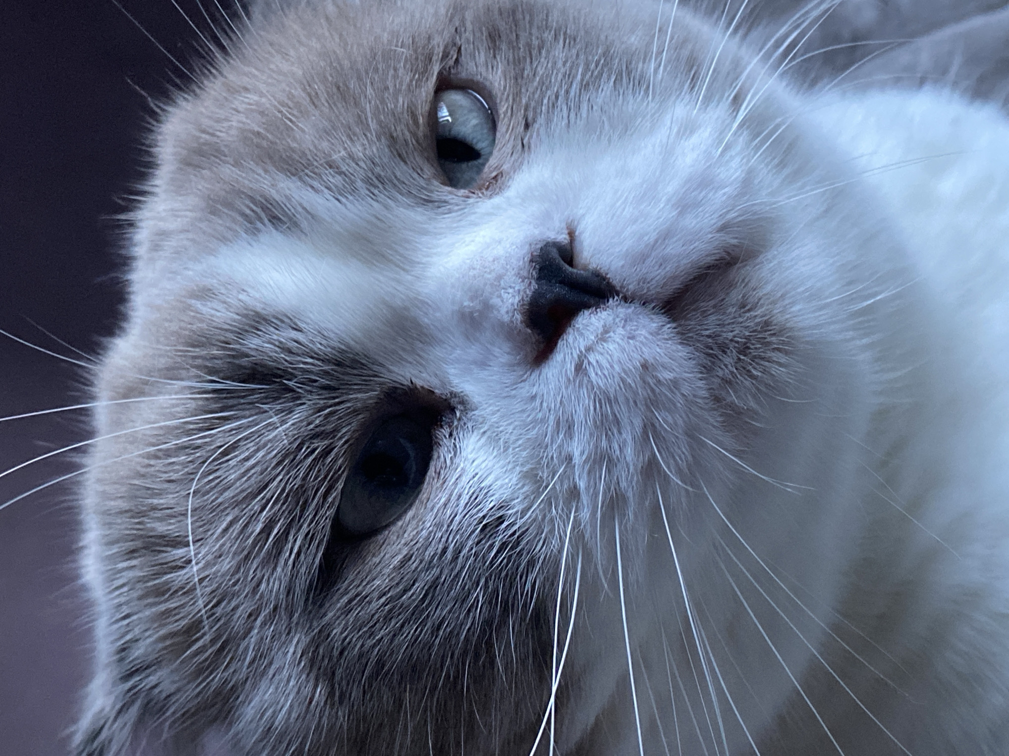 A close-up, slightly tilted overhead shot focuses on the face of a cat, likely a Siamese mix due to its light fur with darker markings on its ears and face, and its striking blue eyes. The cat is looking upwards, with its nose slightly twitching and whiskers fanned out. The lighting suggests it could be daytime, but the indoor setting is implied by the blurred background which is a dark, indistinct color, possibly a blanket or furniture. There are no people, text, or specific location cues visible that would pinpoint it to Novokuznetsk, Russia, or any particular time of day or weather condition. The overall mood is one of gentle curiosity and observation.