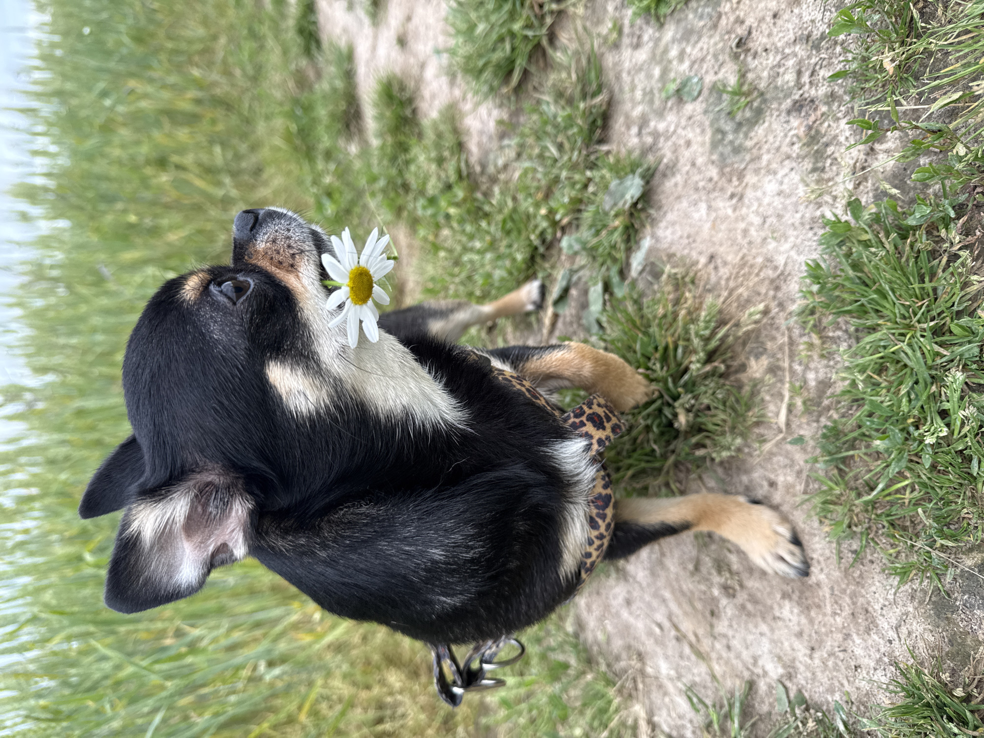 A black and tan Chihuahua is shown from a high-angle, slightly tilted perspective, sitting on a sandy patch of ground with scattered grass. The dog has a white daisy tucked near its mouth, with the flower facing the viewer. The dog is wearing a leopard-print harness. The background consists of green grass and a sandy area, suggesting an outdoor setting. The lighting indicates it is daytime, and the presence of grass and the overall look of the scene suggest a natural, possibly rural or park-like environment during warmer weather. There is no visible text in the image.