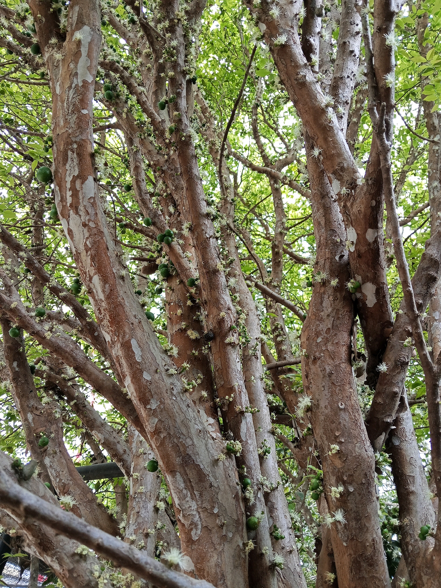 The image shows a close-up view of a tree trunk and branches with fruits and flowers. The tree has rough, grayish-brown bark with patches of lighter color. There are numerous round, green fruits scattered on the branches, some of which appear to be unripe. Small, white, star-shaped flowers are also visible, growing directly from the bark. The background is filled with lush green leaves and branches, suggesting a healthy, mature tree. The lighting indicates it is daytime, with sunlight filtering through the foliage, creating dappled shadows. The scene is likely an outdoor environment, possibly a garden or park, with the overall impression of nature and abundance. The user has specified that this scene is located in the city of Blitar, Indonesia.