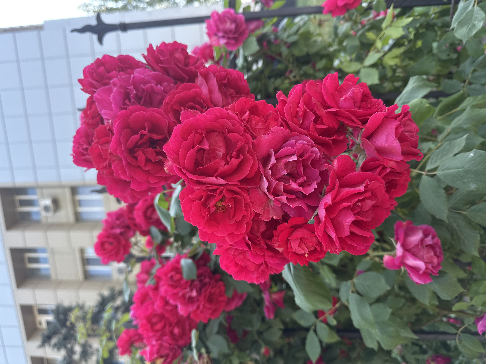 A close-up, vertical shot captures a cluster of vibrant pink roses in bloom, with lush green leaves and stems. In the background, a modern building with horizontal window frames and an air conditioning unit is visible, along with a black metal fence post. The scene appears to be outdoors, possibly in a park or garden setting within an urban environment. The lighting suggests it is daytime.