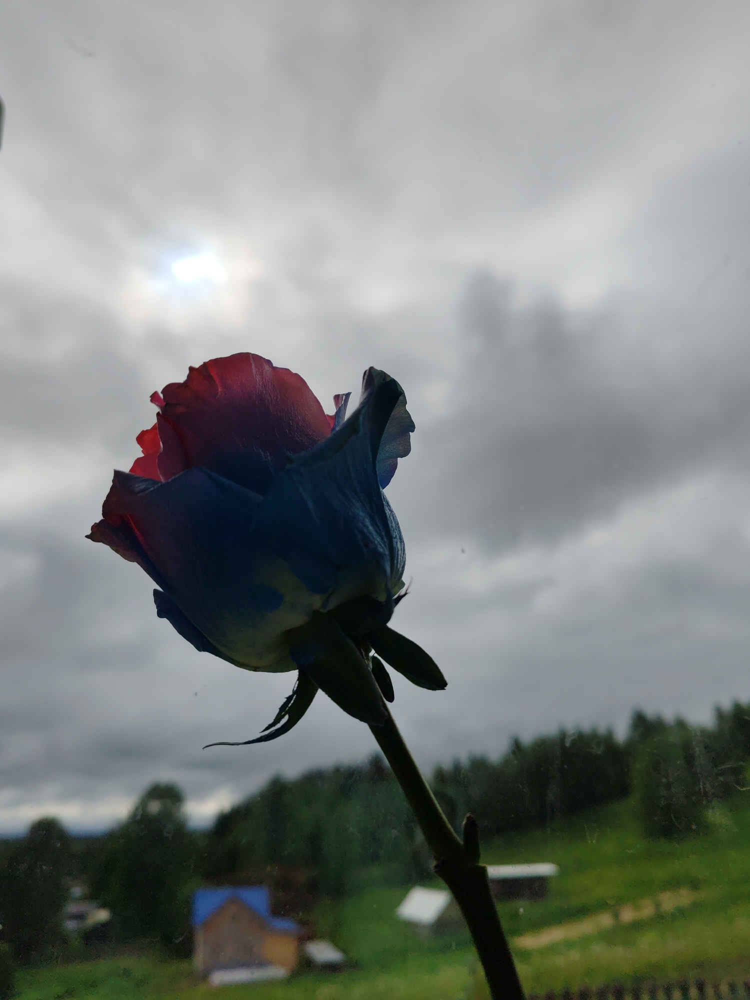 A captivating close-up features a striking bicolor rose, predominantly deep red and blue, positioned centrally against a diffused, overcast sky. The rose is seen in profile, its petals showcasing a vivid transition from crimson at the top to a rich, dark blue at the base, with subtle green tones on its stem and thorns. The bright, hazy light of the sun breaks through heavy grey clouds in the upper left portion of the sky, creating a dramatic silhouette for the flower.
Through what appears to be a window, a blurred rural landscape stretches into the background. Lush green hills covered with dense forest dominate the mid-ground. A small, quaint house with a bright blue roof and yellow walls is visible among the trees, while another structure with a white roof can be discerned further to the right. A dark, blurred line at the bottom suggests a fence or window sill.
The scene depicts a cloudy daytime, possibly under a recent or impending rainfall, with a generally subdued atmosphere highlighted by the rose's vibrant artificial colors. The setting suggests a picturesque rural area in Чухлэм, Russia. No discernible activity is taking place, and there is no visible text in the image.