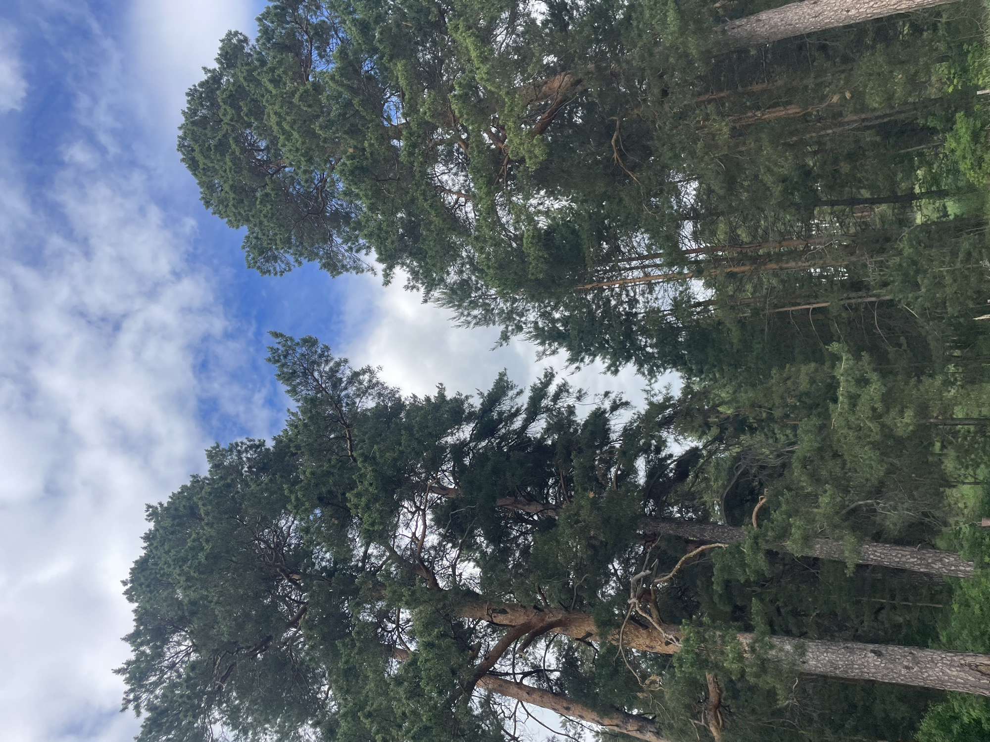 The image is a vertical, low-angle photograph depicting a dense coniferous forest scene, described as being in Vasilevka, Russia. Tall pine trees dominate the frame, with their rough, reddish-brown trunks visible at the bottom and mid-sections, extending upwards. The trees feature dense, dark green needle foliage that forms a substantial canopy. Between the tree crowns, patches of clear medium blue sky are visible, interspersed with scattered, wispy white cumulus clouds of varying density. The lower portion of the image shows indistinct dark green undergrowth and smaller trees. No individuals, animals, or discernible man-made objects are present within the frame. The scene captures a natural woodland environment under a partially cloudy sky.