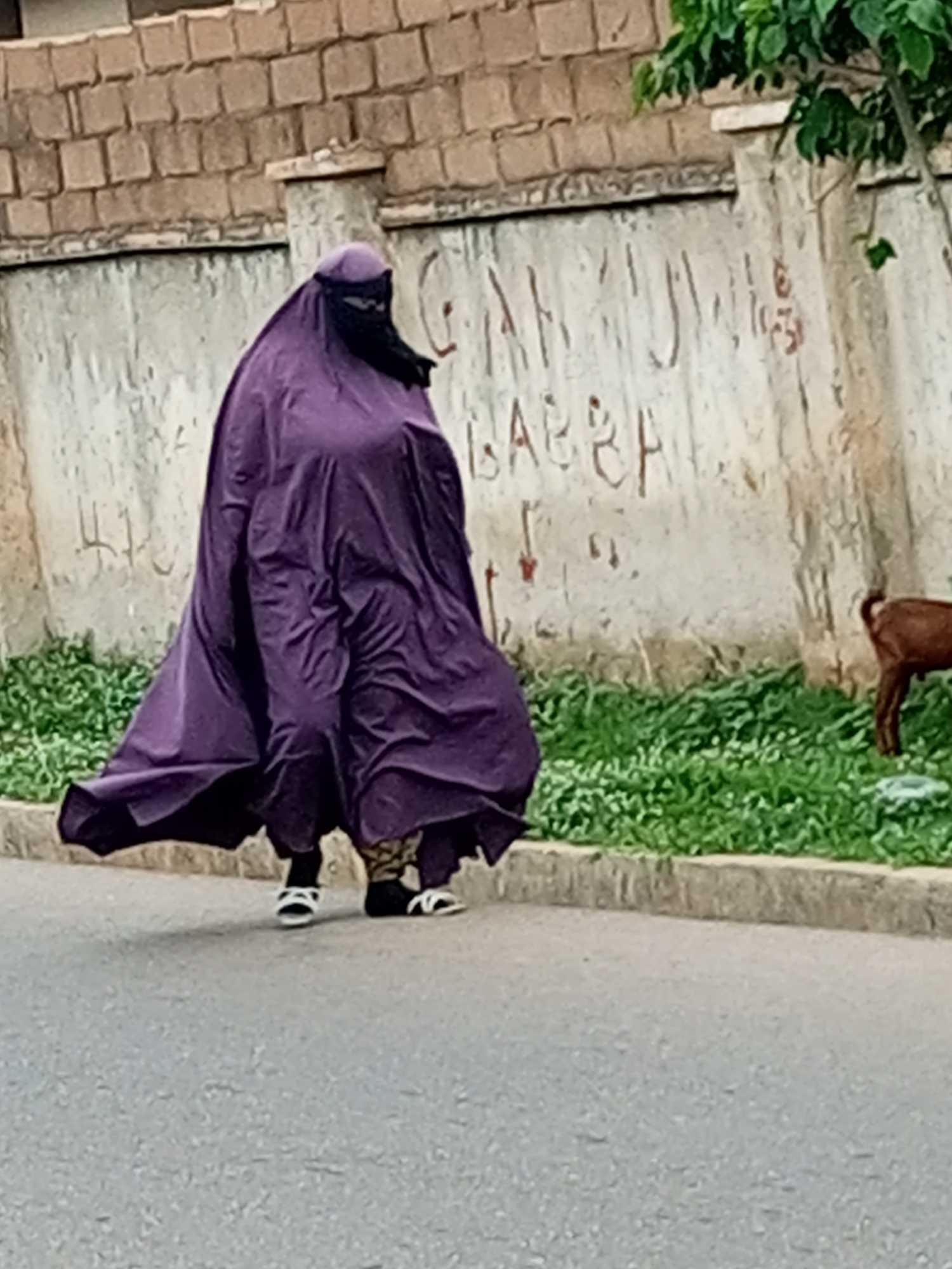 In the city of Arawa, Nigeria, a person wearing a full purple hijab and niqab is walking on a paved street. The person is also wearing a patterned garment visible beneath the outer layer and black and white shoes. Behind them, a brown goat stands in a patch of green grass. A rough brick wall borders the grass, with graffiti scrawled across a lighter-colored concrete surface behind that. A tree with green leaves is visible to the right, casting a shadow.