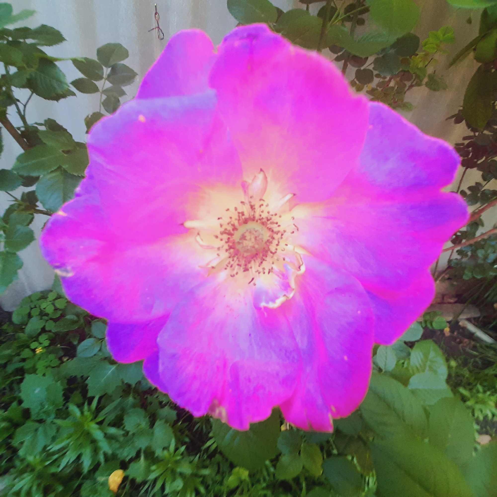 A close-up, overhead shot captures a vibrant, pink and purple flower in full bloom. The flower is the central subject, its petals unfurling to reveal a cluster of brown stamens at its center, surrounded by a pale yellow hue. The petals are a gradient of deep pink at the edges, fading to a lighter pink and purple towards the center. The flower is positioned in the foreground, taking up most of the frame.
Behind the flower, a blurred background shows lush green foliage. In the upper left corner, a pale, textured surface, possibly a fence or wall, is visible, with a thin, dark string or wire hanging from it. To the right of the flower, more green leaves and branches are present, with a hint of a darker background, suggesting a garden setting. The lighting appears to be natural, casting a soft glow on the flower. The image is taken in the city of Unknown, Unknown.
