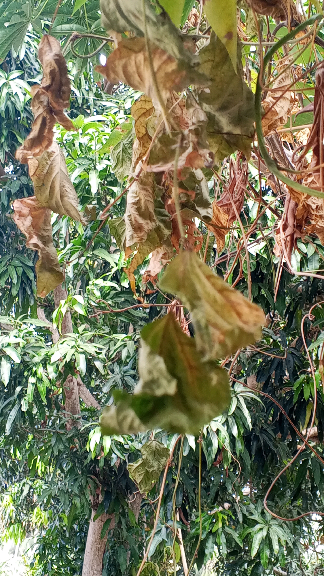 The image shows a close-up view of dried and wilting leaves hanging from vines, with a lush, green canopy of trees in the background. The leaves are predominantly brown and yellow, with some showing signs of decay and curling. The vines are thin and tangled, weaving through the dried foliage. The background consists of dense foliage with a variety of green leaves, suggesting a tropical or subtropical environment. The lighting appears natural, with dappled sunlight filtering through the leaves. There are no people or animals visible in the frame. The scene is likely located outdoors in a natural setting, possibly a garden or a wild area with overgrown vegetation.