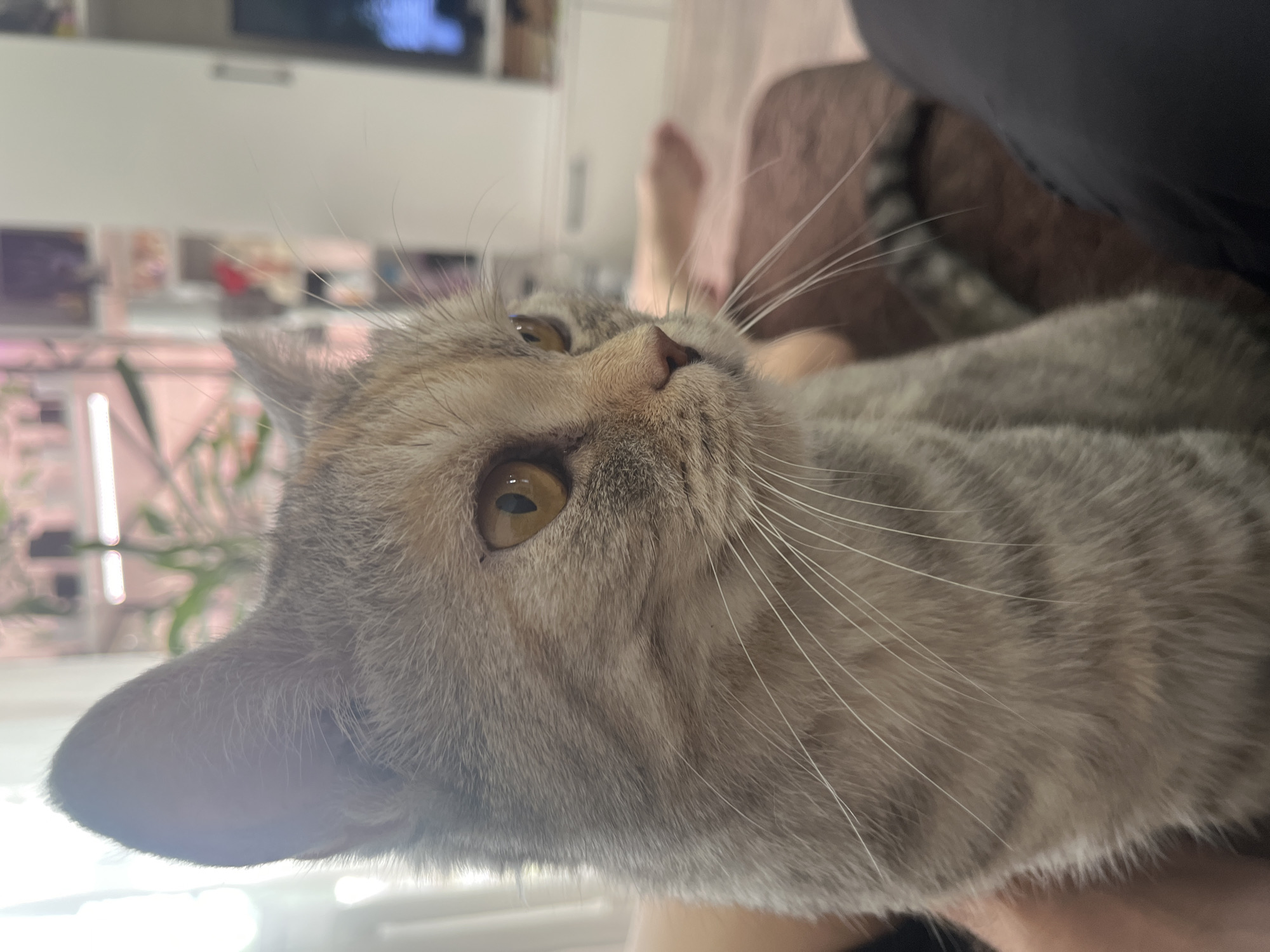 The image shows a close-up of a tabby cat's face. The cat has amber-colored eyes and grey and tan fur with darker tabby markings. The cat's ears are perked up and facing forward. The background is blurred, but it appears to be an indoor setting with shelves and possibly a television. A person's leg, wearing black pants, is visible in the lower right corner of the image, and another person's arm is visible on the left side. The cat is looking to the right of the frame.