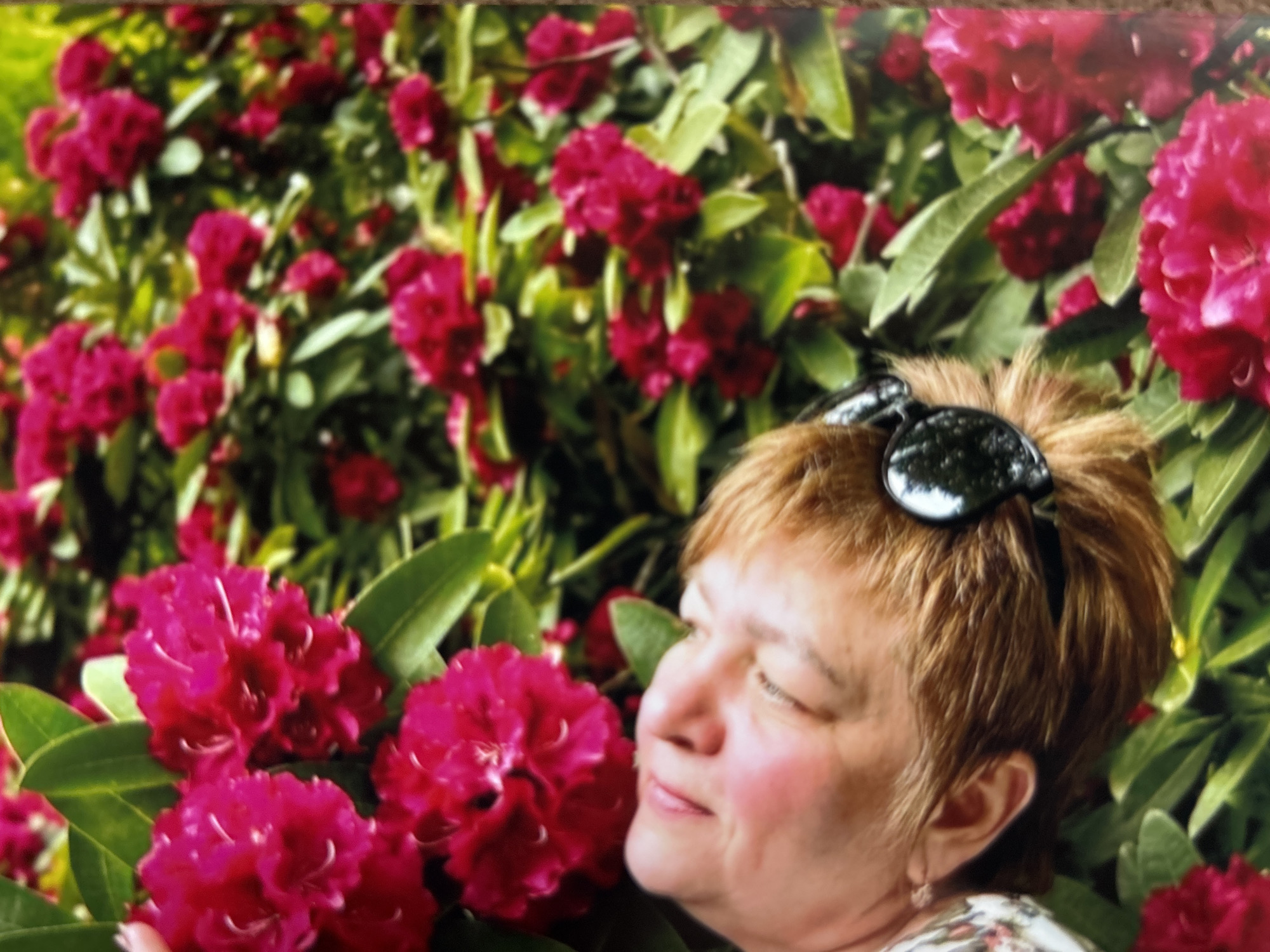 A close-up, eye-level shot focuses on a woman's face and upper body, nestled among vibrant pink rhododendron blossoms and green leaves. The woman is lying down, with her eyes closed, appearing to be sleeping or resting peacefully. Her head is tilted back, and her hair, a reddish-brown color, is visible. She is wearing black-rimmed sunglasses perched on her head. The background is filled with lush greenery and the bright pink flowers, creating a soft, natural setting. The lighting appears to be bright, possibly from daylight, illuminating the scene with a warm glow. The overall impression is one of tranquility and immersion in nature.