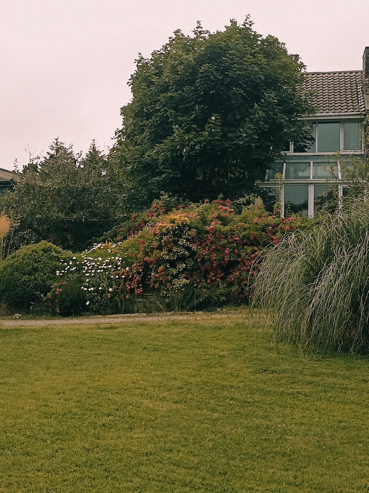 The image depicts a lush garden scene with a two-story building in the background. The garden is densely planted with a variety of greenery, including a large, mature tree with dark green foliage in the center. To the left of the tree, there is a cluster of smaller evergreen bushes, and to the right, a prominent patch of flowering plants with red and pink blossoms is visible. A pathway made of gravel runs through the garden, separating it from a manicured lawn in the foreground. To the far right, a tall ornamental grass with long, slender blades adds texture to the scene. The building behind the garden features a tiled roof and large, multi-paned windows, suggesting it is a modern residential or commercial structure. The sky is overcast, casting a soft, diffused light over the entire scene. There are no people or animals present. The location is identified as Annagry, Ireland.