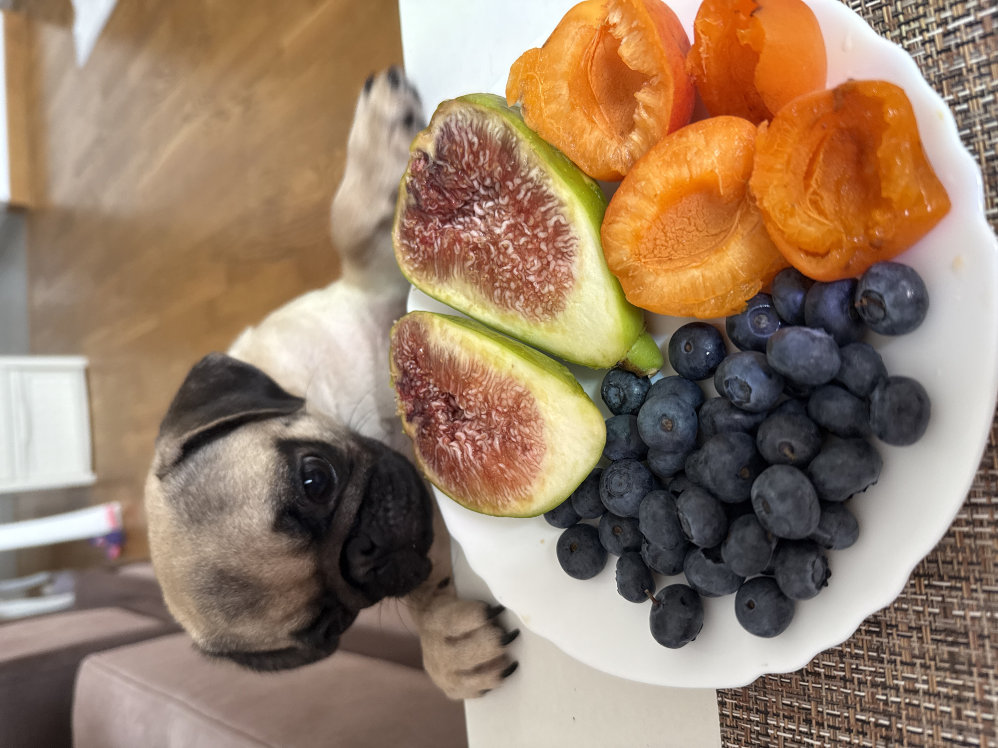 A fawn-colored pug puppy leans over a white plate of fruit, its front paws resting on the edge of the plate. The plate contains several blueberries, halved figs, and halved apricots. The background shows a blurred interior with wooden flooring and furniture. The scene is likely indoors, possibly in a home.