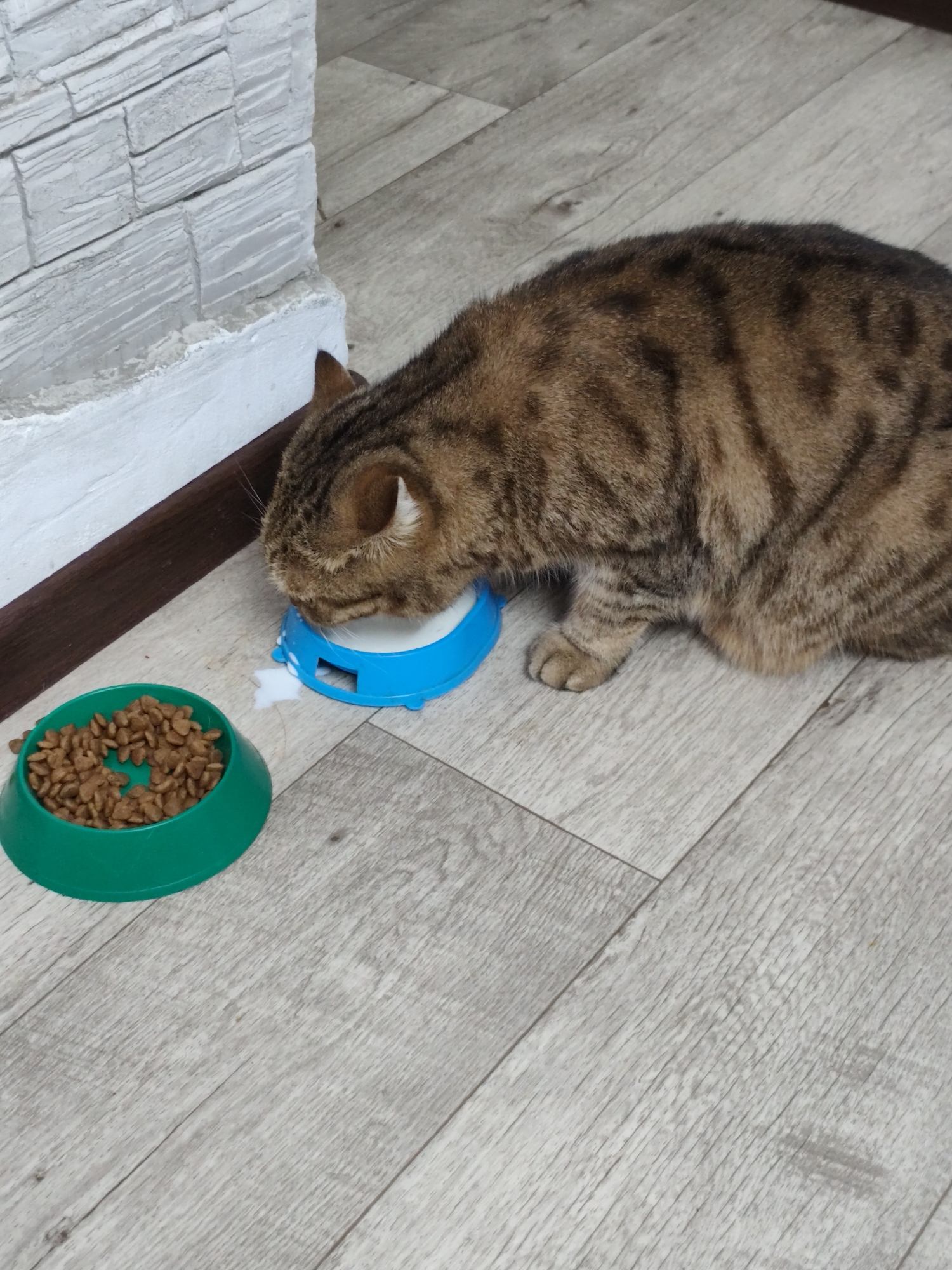A tabby cat is eating from a blue bowl filled with liquid, likely milk, which has spilled onto the floor. Next to it is a green bowl containing dry cat food. The scene takes place on a light-colored wooden floor near a white, textured wall. This image was captured indoors, and no specific location within Komsomolsk-on-Amur, Russia can be determined from the visual information provided.