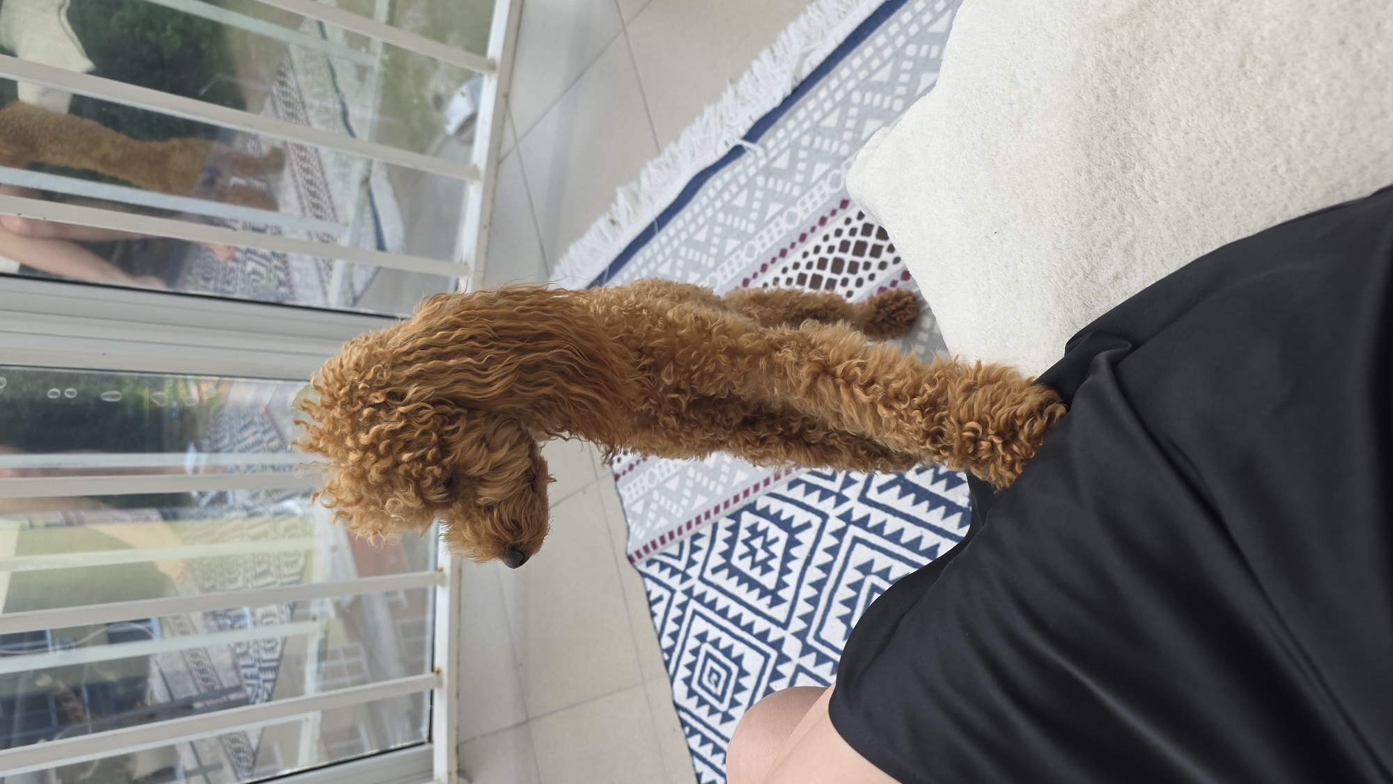 A medium shot shows a fluffy, light brown poodle standing on a patterned rug. The dog is positioned horizontally within the frame, facing left, with its head down. The rug features geometric patterns in white, blue, and burgundy. To the right of the rug, a person's leg, clad in black fabric, is visible. Behind the dog and the rug, a window with horizontal white bars allows a view of an outdoor area with greenery, suggesting the scene takes place on a balcony or patio. The lighting indicates it is daytime.