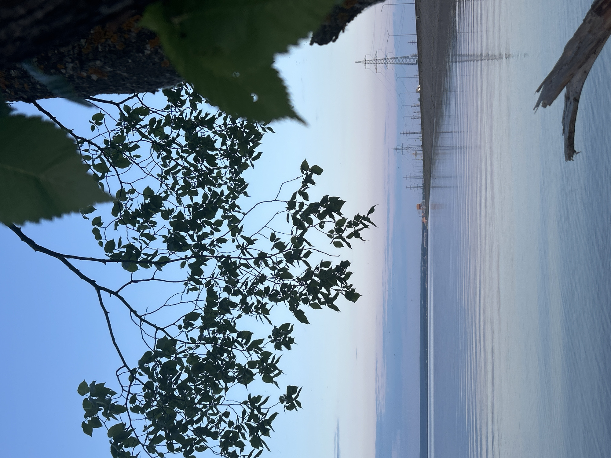 The image depicts a serene water scene at dusk, likely near the city of Noviy, Russia, judging by the presence of power lines consistent with industrial areas in that region. In the foreground, a tree branch laden with dark green leaves hangs over the water, creating a natural frame. The water itself is calm, with subtle ripples reflecting the soft, fading light of the sky, which transitions from a pale blue at the top to softer hues of pink and grey near the horizon.
Beyond the water, a shoreline is visible, marked by a series of tall, lattice-like power transmission towers stretching across the landscape. Streetlights are also present along this line, suggesting a developed area or possibly a road. A few faint, distant structures can be discerned on the far bank, contributing to the impression of an inhabited or industrial zone. The overall atmosphere is peaceful and quiet, characterized by the tranquil water and the fading daylight.