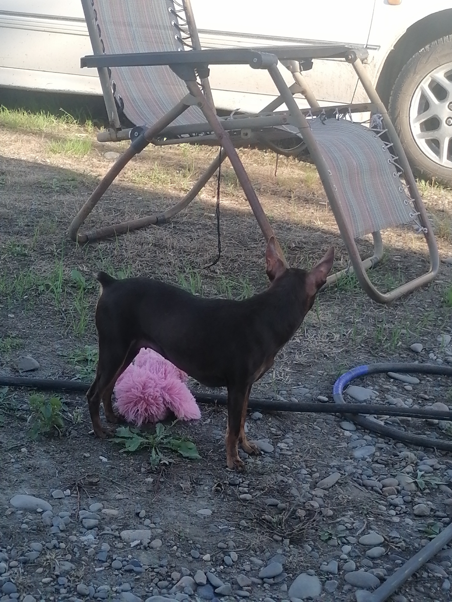 In Novopokrovka, Russia, a small, dark brown dog with large ears stands on rocky ground near a striped lawn chair. A fluffy pink toy is located near the dog's rear legs. A car is partially visible in the background, and a blue-striped hose lies on the ground. The environment is outdoors with scattered grass and dirt.