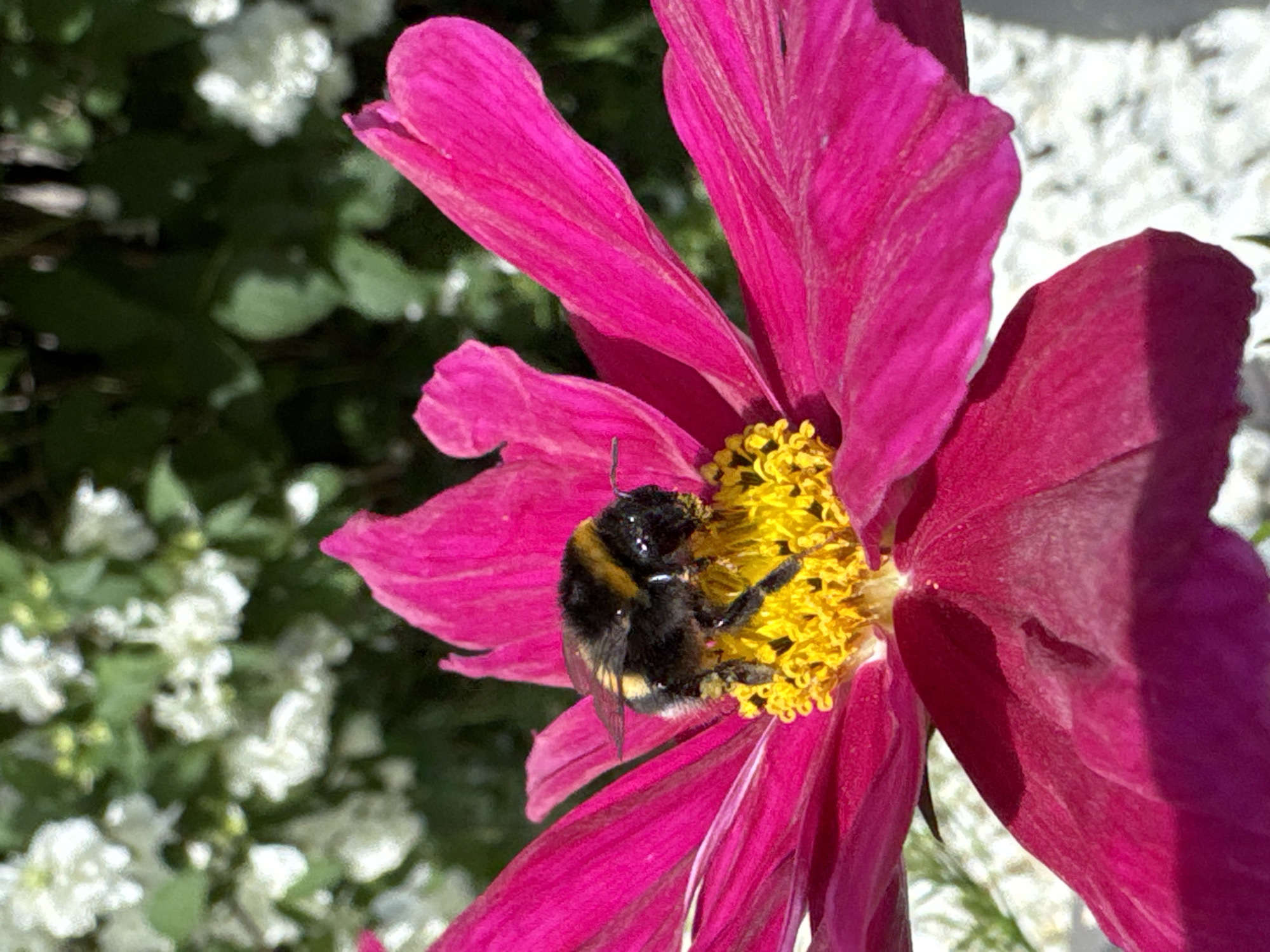 A bumblebee is on a pink cosmos flower. The bumblebee is black and yellow and is in the center of the flower, on the yellow stamen. The pink petals of the flower are in focus. In the background, out of focus, are white flowers and green leaves. The image is taken outdoors in daylight. The location is Carnikava, Latvia.