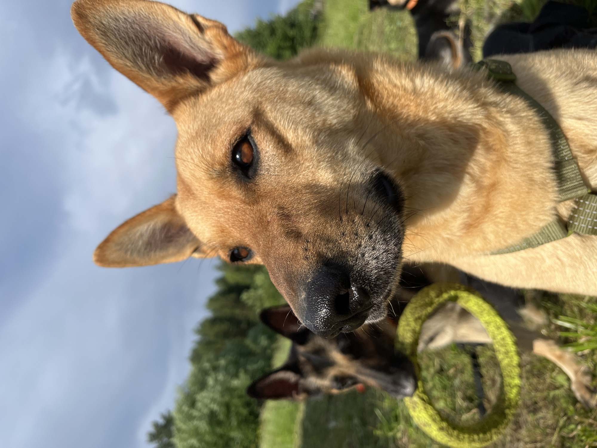A close-up, low-angle, outdoor photograph shows the face of a tan dog in the foreground. The dog's nose, eye, and ears are visible. The dog wears a green harness. Behind the tan dog, another dog, a German Shepherd, is visible in the background, holding a yellow ring toy in its mouth. The dogs are in a grassy field with trees and a cloudy sky in the background. The image appears to have been taken in a park or natural area. There is no information in the image to suggest it is located in Nizhny Tagil, Russia.