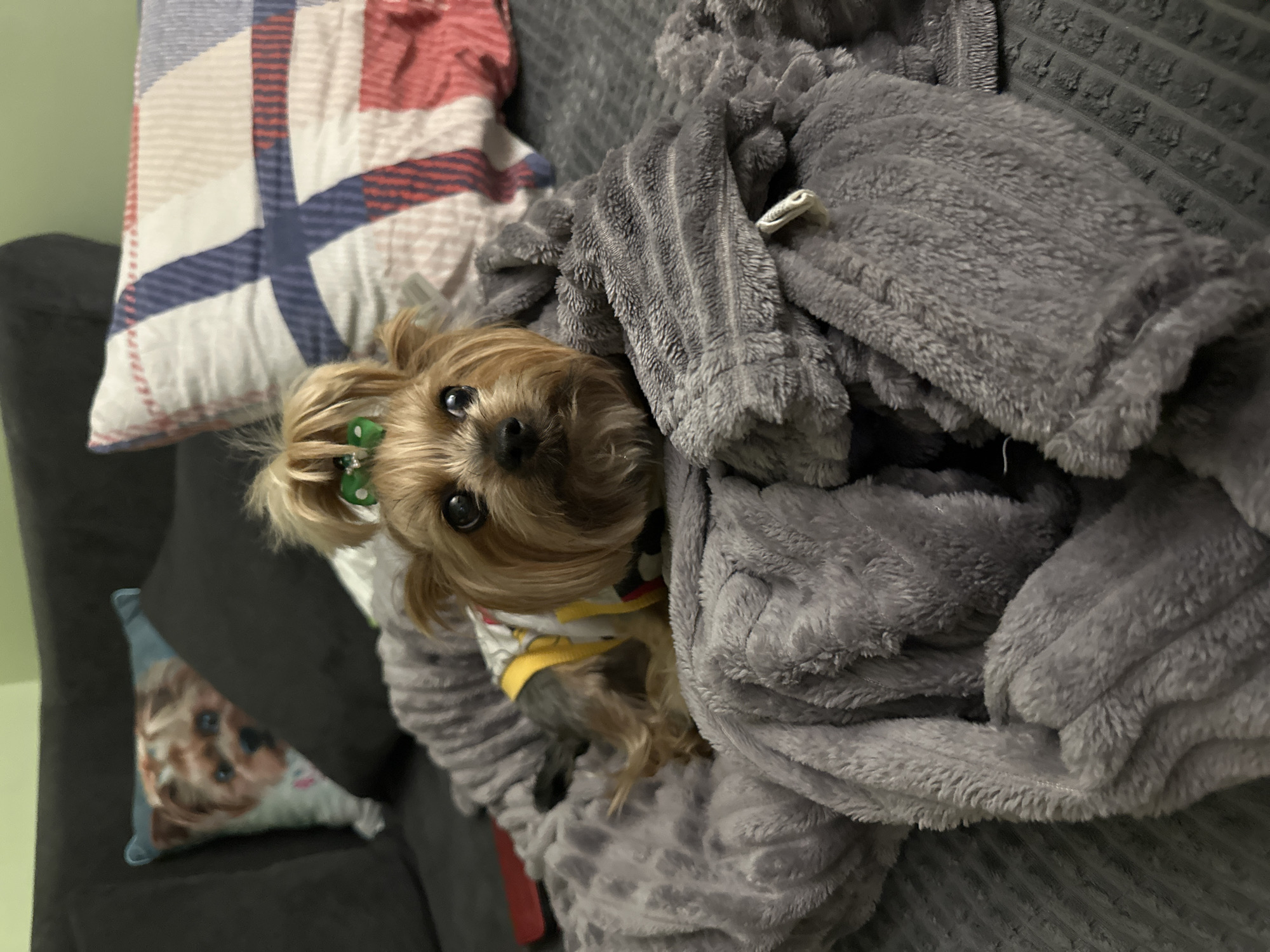 A small, tan Yorkshire Terrier dog is nestled in a gray, waffle-patterned blanket on a dark gray couch. The dog has a small, green bow in its hair and is wearing a yellow and white patterned shirt. To the left of the dog, there's a square pillow with a red, white, and blue patterned cover and a smaller, triangular pillow with a dog's face printed on it. The environment is indoors, likely in a residential living room, and the dog appears comfortable. There is no indication that this is in Montana, Bulgaria.