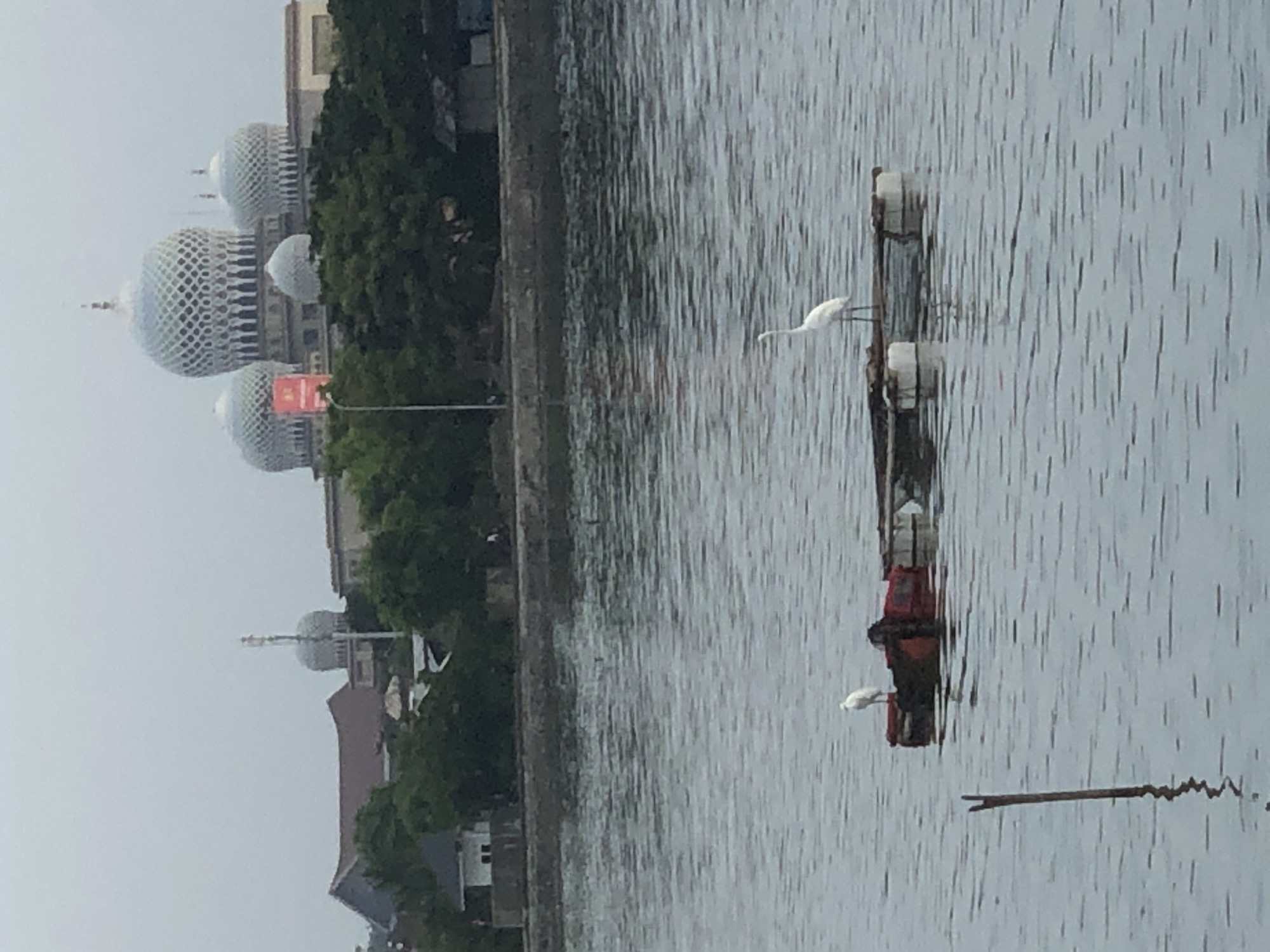 The image captures a serene waterfront scene in Lhokseumawe, Indonesia, with a prominent mosque in the background. The mosque features a distinctive architectural style with multiple ornate domes, the largest of which is intricately latticed, dominating the skyline. Lush green trees form a natural barrier between the water and the buildings.
In the foreground, a calm body of water reflects the overcast sky. Two white egrets are the central subjects, perched on a floating platform made of interconnected buoyant structures and some red debris. One egret is standing on the far left of the platform, while the other stands more centrally, facing towards the right. The water is rippled, suggesting a gentle breeze. A single wooden stake rises from the water on the left side of the frame. The overall atmosphere is tranquil and overcast.