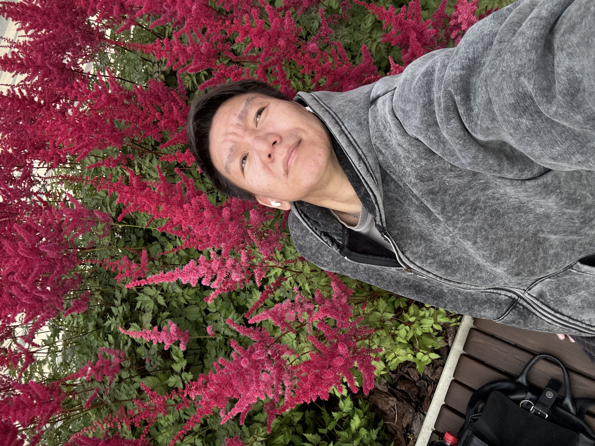 A man with short, dark hair and light-colored earbuds is in the foreground of the image. He is wearing a grey, acid-washed hooded jacket that is zipped up. He is looking up and to his right with a pensive expression. Behind him, a dense wall of vibrant pink Astilbe flowers and lush green foliage fills the background. To the left of the man, a portion of a wooden bench and a black backpack with a water bottle are visible. The scene appears to be an outdoor public space, possibly a park or garden.