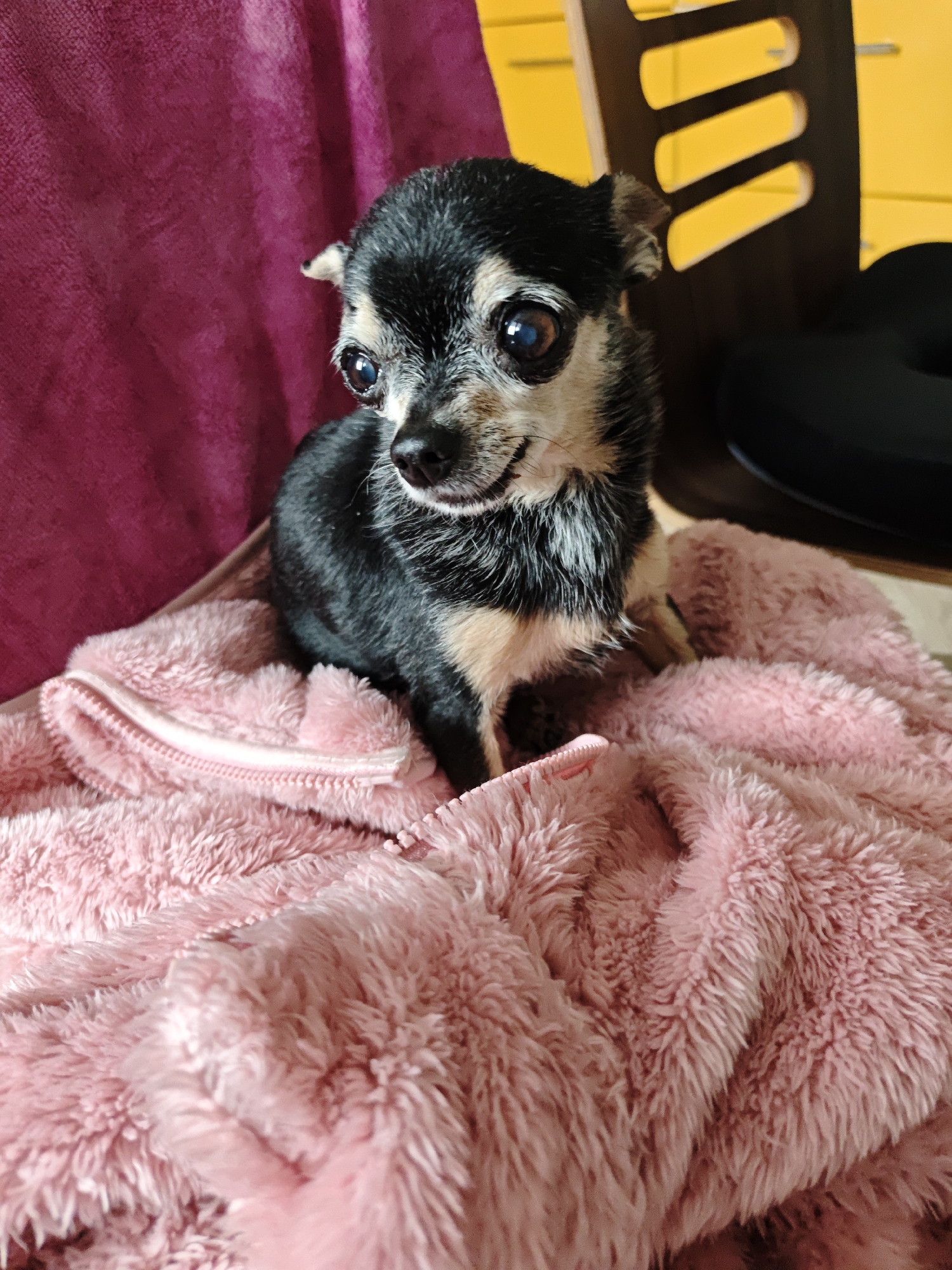 A small black and tan Chihuahua dog with large, prominent eyes is resting on a pink fluffy blanket. The dog is positioned in the center of the frame, facing slightly to the left. Behind the dog, to the left, is a magenta-colored fabric, possibly a chair or blanket. To the right of the dog, a portion of a wooden chair with yellow accents is visible, along with a black circular object. The scene appears to be indoors, possibly in a home environment. The image does not contain any information to suggest a location in Shcherbinka, Russia.