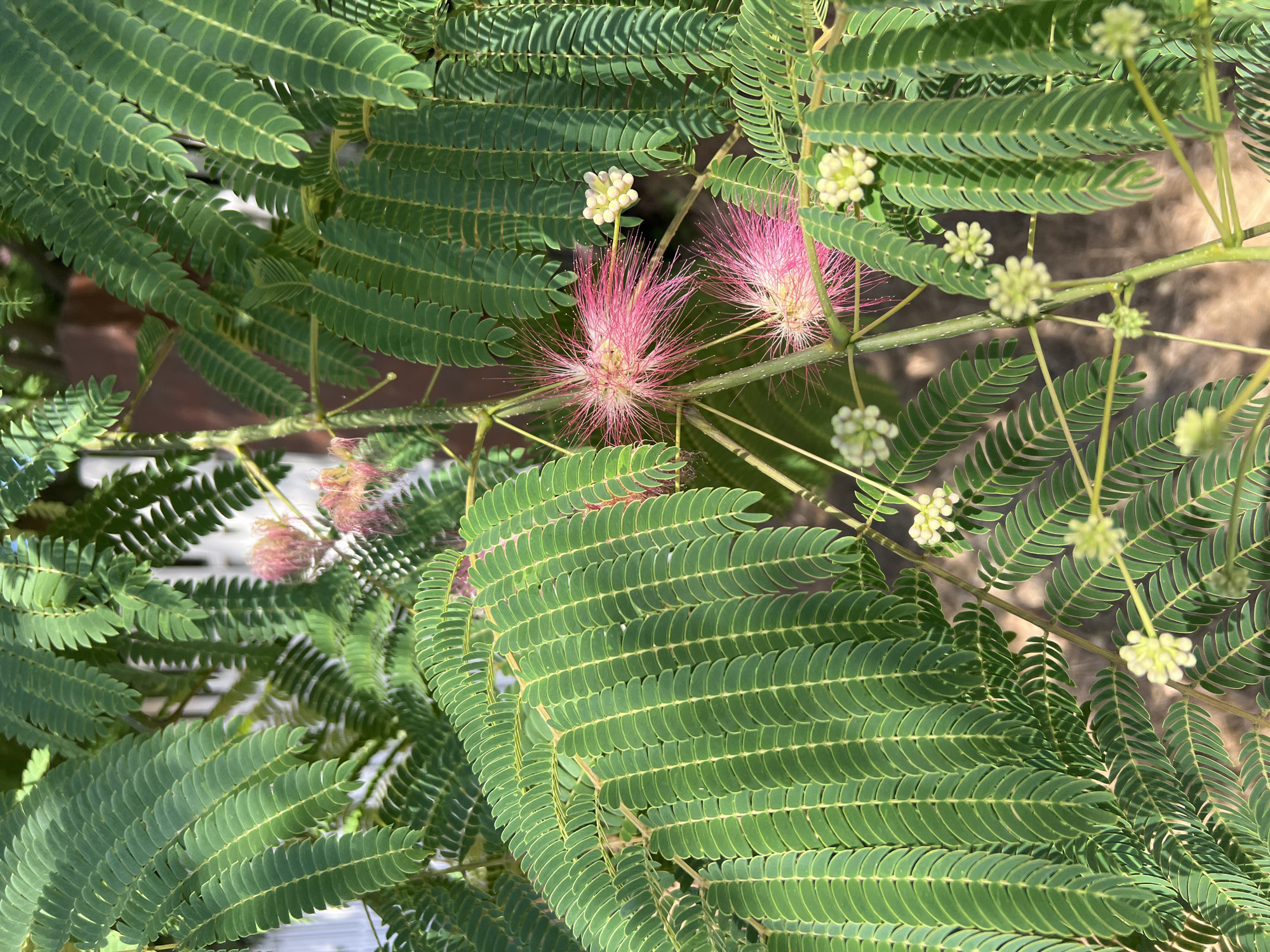 A close-up shot captures the feathery, green leaves and delicate pink and white blossoms of a Mimosa tree. The leaves are compound, with numerous small leaflets arranged along a central stem, creating a lacy appearance. The pink blossoms are fluffy and appear to be made of numerous thin filaments, while the white blossoms are small and clustered. The background is softly blurred, showing hints of a wooden structure and a white fence, suggesting an outdoor setting. The image was taken in Fontanka, Ukraine.