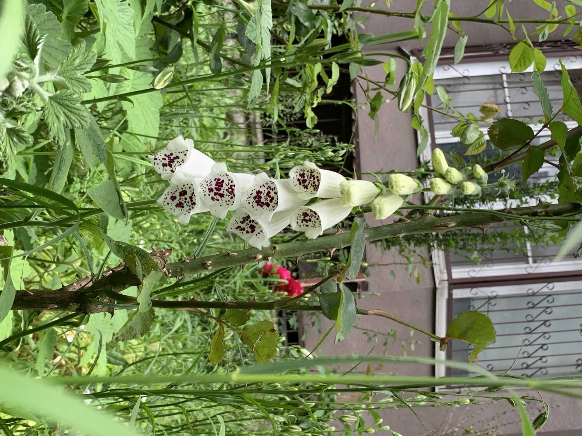 A vertical, medium shot captures a cluster of white foxglove flowers with purple speckled throats in a garden setting. The flowers are arranged in a cascading manner along a thick, thorny stem that is positioned slightly to the left of the frame's center. Surrounding the foxglove are lush green leaves and other plants, creating a dense, naturalistic environment. In the background, a portion of a building is visible, featuring a window with decorative bars and a muted brown exterior wall. A hint of a vibrant pink flower can be seen peeking through the foliage to the right of the foxglove. The overall impression is one of a slightly overgrown, tranquil garden.