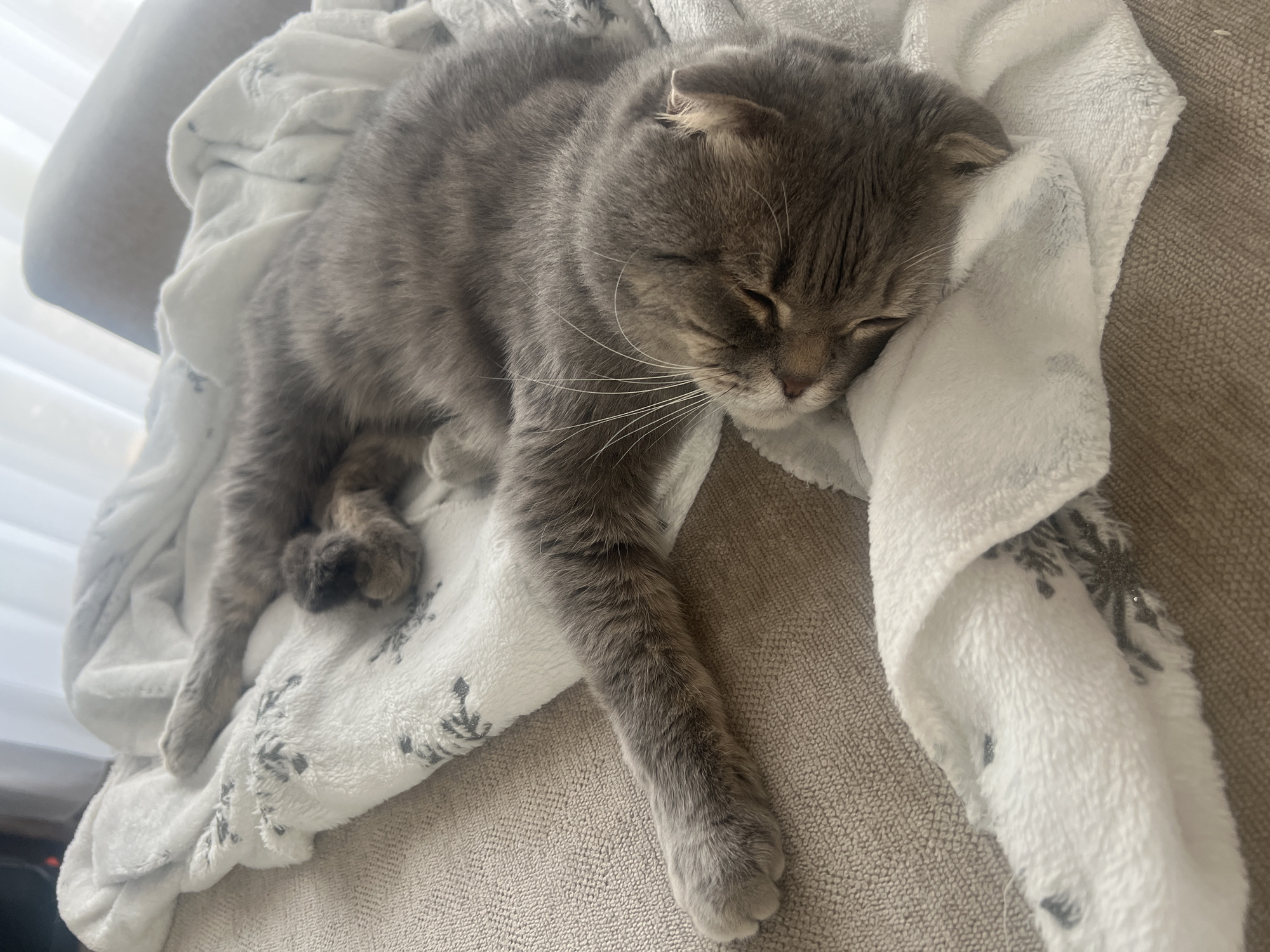 A gray tabby cat with distinctive folded ears, indicative of a Scottish Fold breed, is depicted sleeping soundly on a plush white blanket. The cat's eyes are closed, and its long white whiskers are prominent against its gray, subtly striped fur. One of its front paws is extended, while the others are tucked beneath its body, suggesting a comfortable and relaxed posture.
The white blanket on which the cat rests features dark gray or black stylized patterns, resembling branches or possibly snowflakes. This blanket is draped over a piece of furniture, likely a couch or armchair, upholstered in a textured, light beige or brownish fabric. The scene is illuminated by soft, bright natural light coming from the left side of the frame, hinting at daylight, possibly from a window. The overall ambiance is peaceful and serene, depicting a cozy indoor setting. There is no visible text in the image.