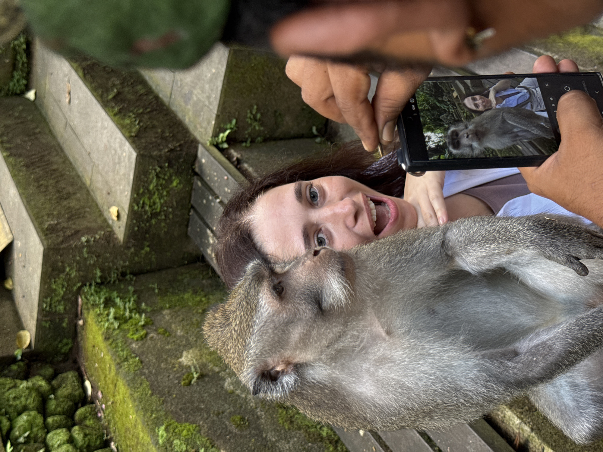 In Ubud District, Indonesia, a person is taking a photograph of a macaque monkey sitting on a wooden bench next to a woman. The monkey is in the foreground, looking to the left. The woman is behind the monkey, looking at the camera with an open mouth and excited expression. Her hands are resting on her chin, and she is wearing a white top. In the background, there are moss-covered stone steps and lush green vegetation. The person taking the photo is holding a smartphone, which is also visible in the foreground, displaying a picture of the monkey and woman. The scene appears to be outdoors, possibly in a temple or natural attraction.