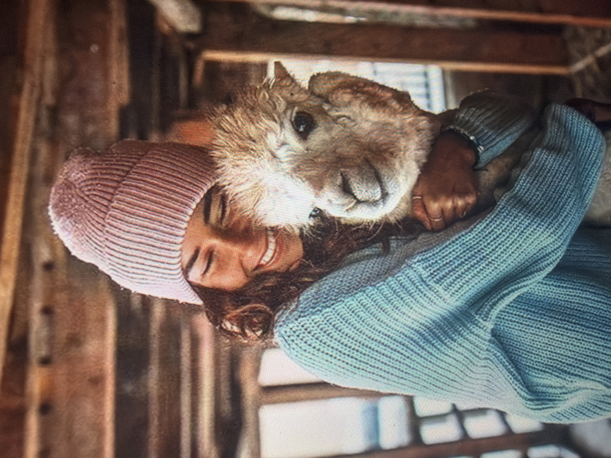 The image portrays an adult female embracing a young alpaca within an indoor, rustic wooden structure located in Shumen, Bulgaria. The female, with dark curly hair, wears a light pink ribbed beanie and a light blue ribbed knit sweater. Her eyes appear closed or heavily squinted, and her mouth is open in a wide smile, exposing teeth. Her arms are wrapped around the alpaca, with her hands visible on its back; a ring is present on her right hand. The alpaca, featuring light brown and tan fleece with a textured and slightly damp appearance around its facial area, rests its head against the woman's left shoulder. Its eyes are open, pupils visible, and directed towards the viewer, with its mouth closed, conveying a gentle expression. The background consists of horizontal wooden planks and vertical wooden beams, consistent with the interior of a barn or stable. The scene depicts a close, affectionate interaction between the two subjects.