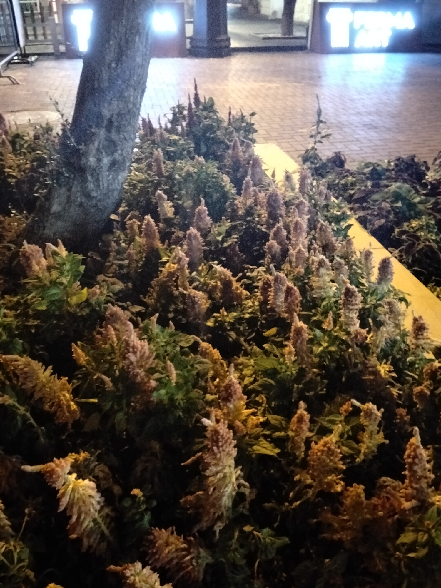 A close-up, low-angle shot captures a dense planting of flowering plants with textured, feathery blooms in shades of pink and orange, set against the dark bark of a large tree trunk on the left. The background is out of focus, showing a paved pedestrian walkway with a faint yellow border. In the upper portion of the image, glowing signs with illuminated lettering are visible, suggesting an urban setting at night. The overall impression is one of a well-maintained urban landscape with decorative flora. The location is identified as the city of Baku, Azerbaijan.