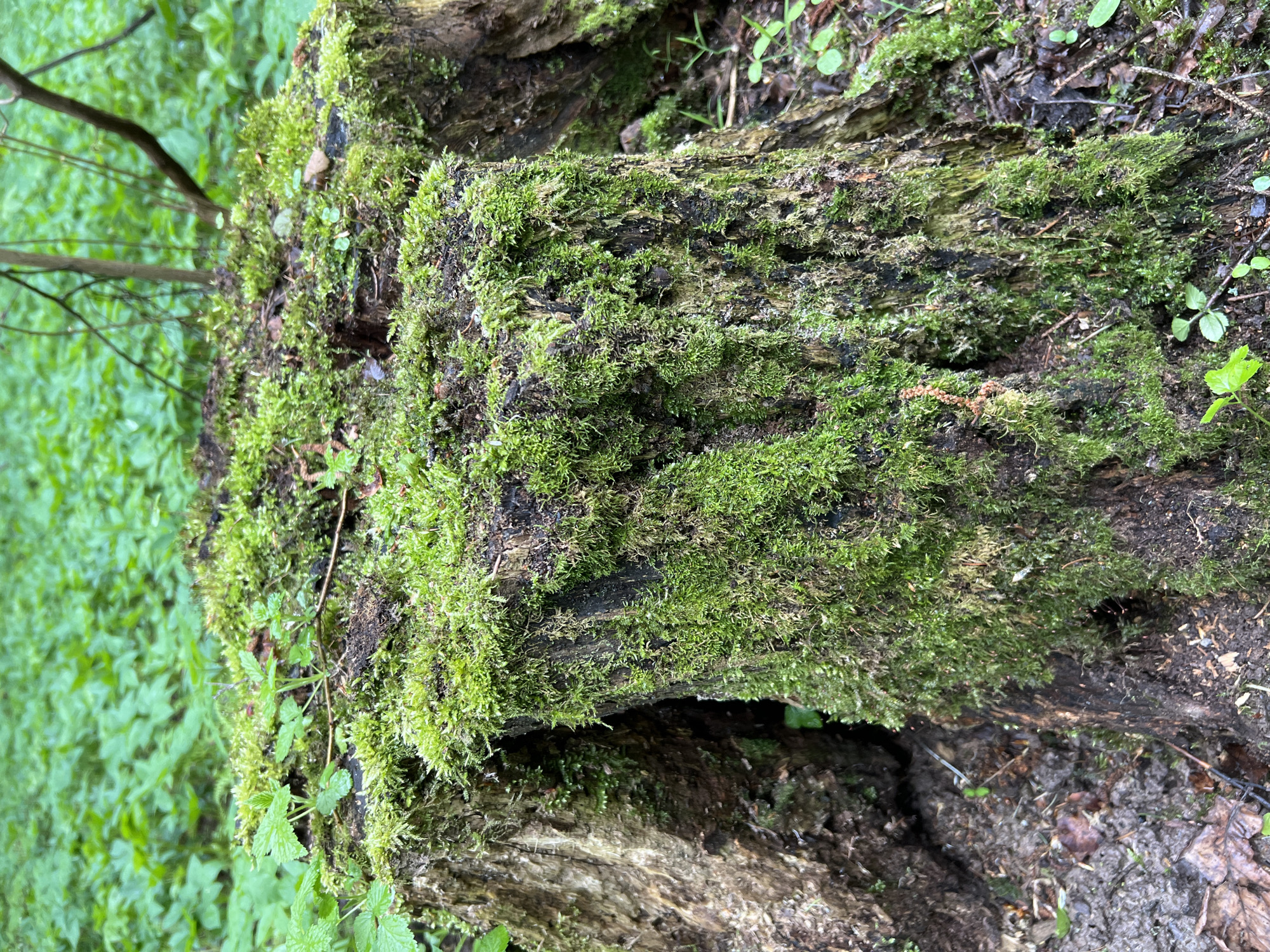 The image depicts a moss-covered log or tree stump in a wooded area, possibly located near Vnukovo, Russia. The log is decomposing and has a substantial growth of green moss. Vegetation surrounds the log, including small green plants and grass. The ground appears to be covered with leaf litter and dirt. There are no people visible in the image.
