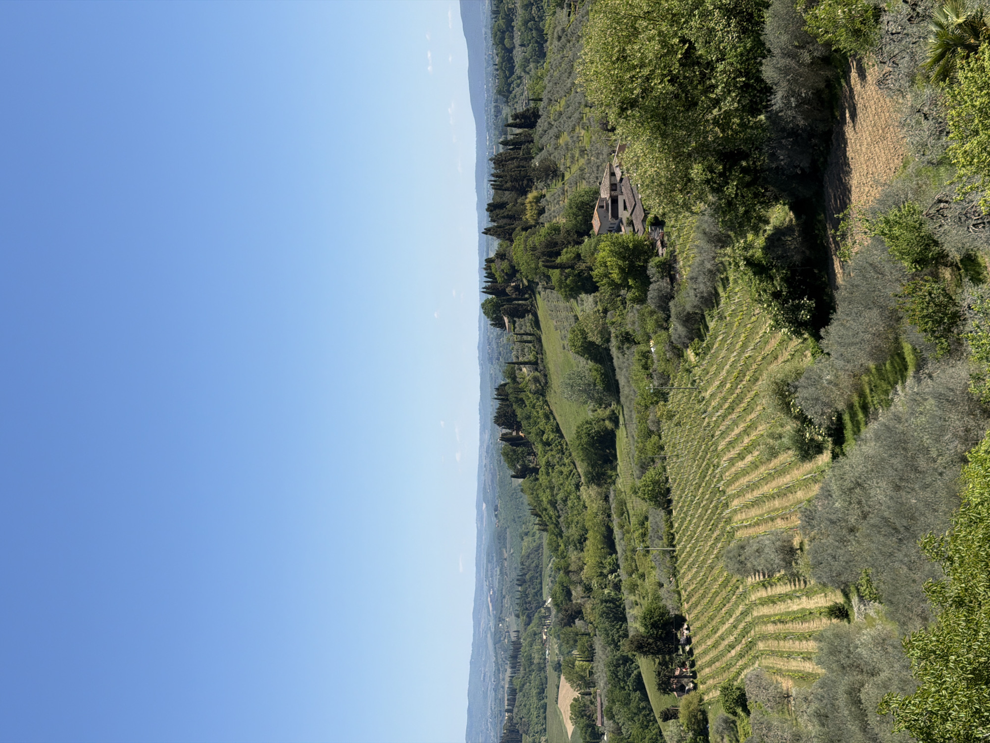 The image depicts a landscape in San Gimignano, Italy, with a clear blue sky filling the left half of the frame. The right half shows a rolling hillside covered in vineyards and olive groves. Rows of grapevines are visible, arranged in terraces on the slope. Dotted among the vineyards are olive trees and other greenery. In the mid-ground, a few buildings are nestled amongst the trees. The overall impression is of a rural, agricultural scene.